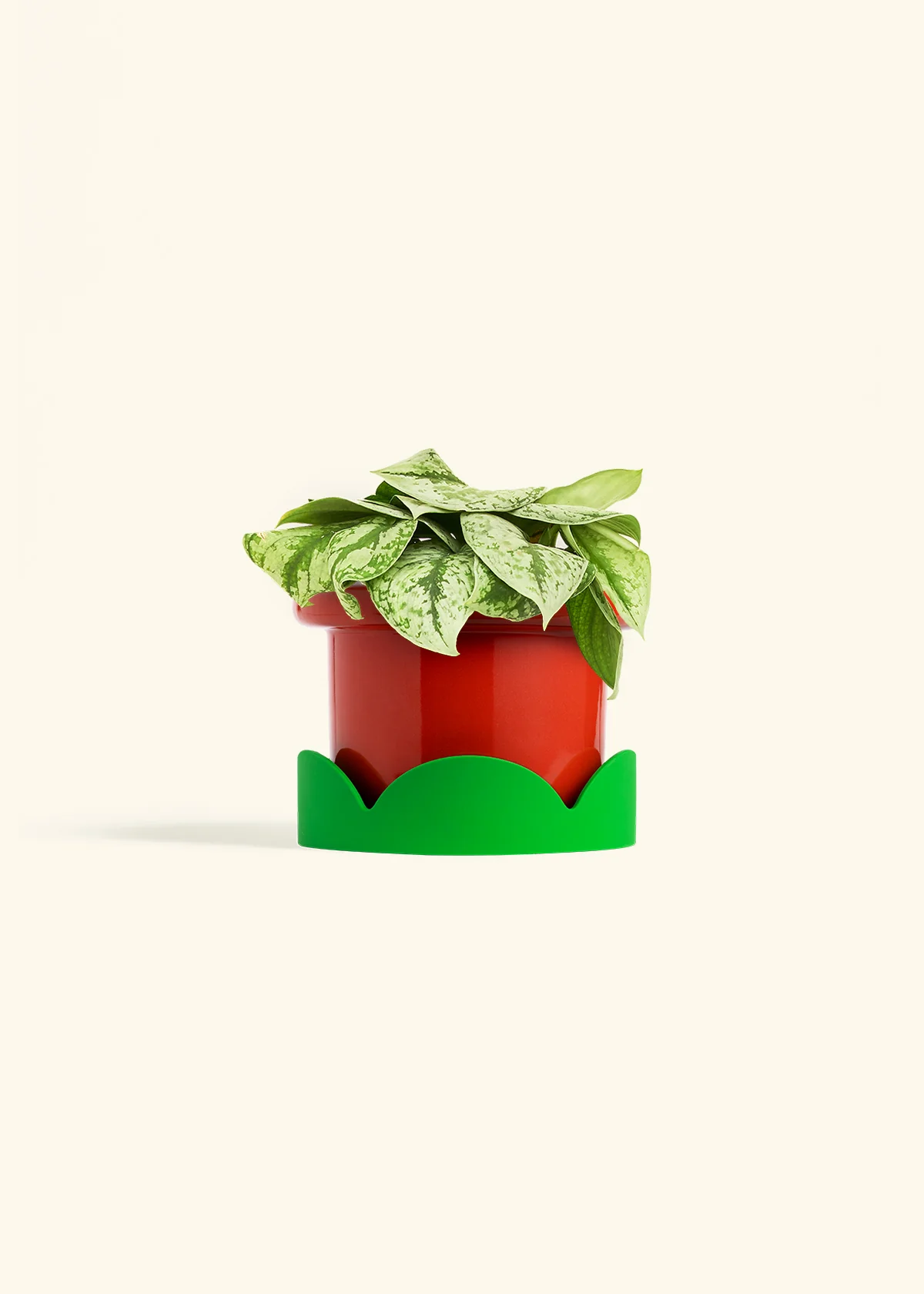 Silver Pothos 'Exotica' - Image 50