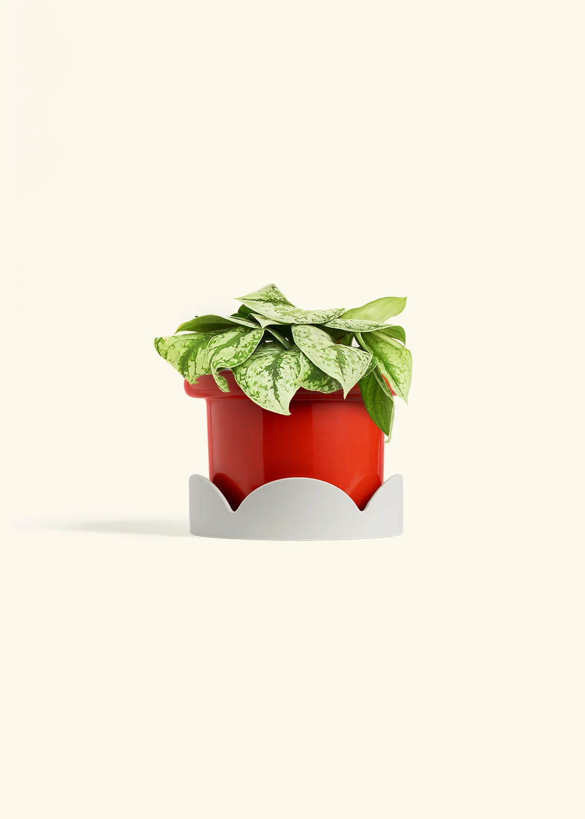 Silver Pothos 'Exotica' - Image 51