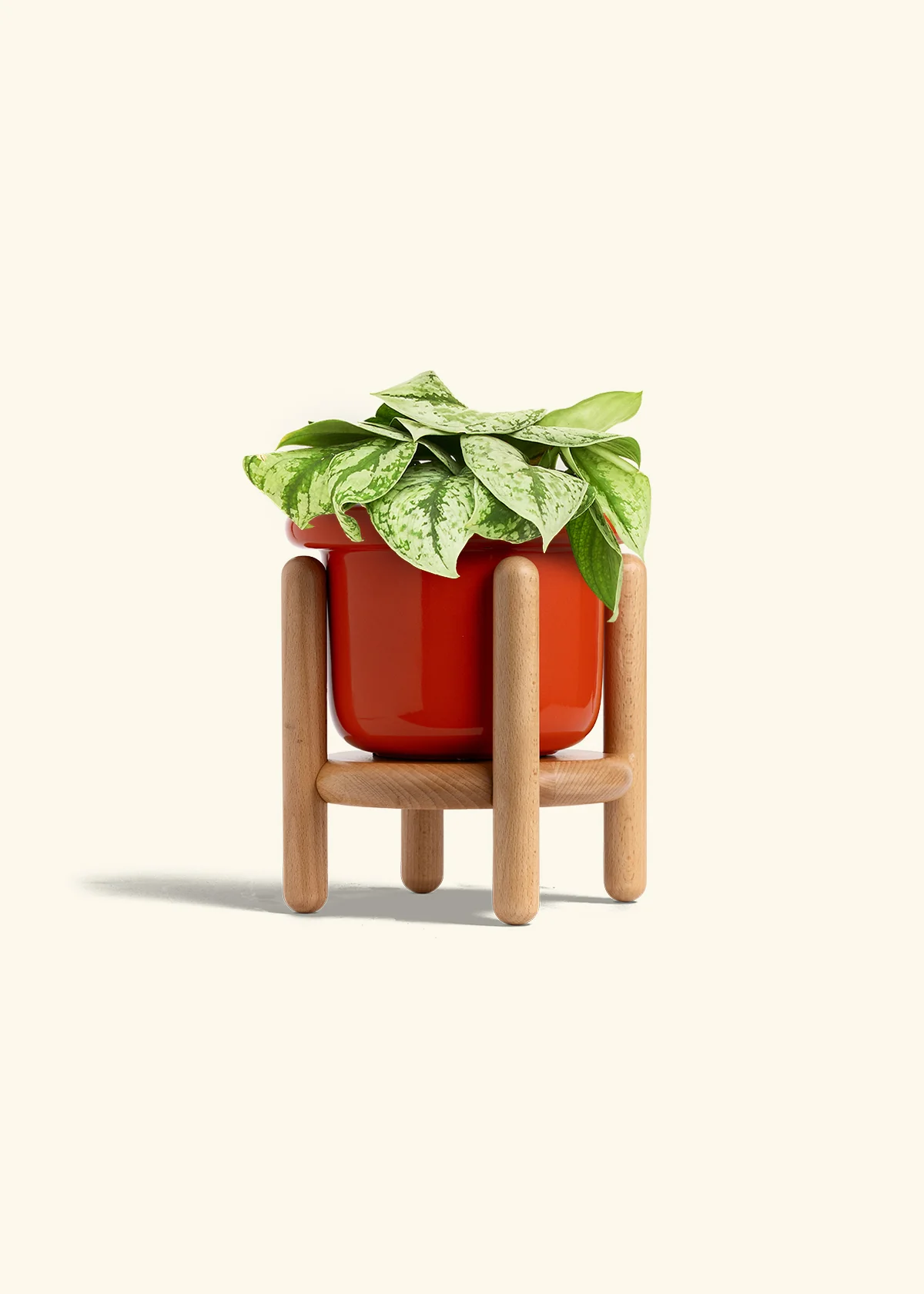 Silver Pothos 'Exotica' - Image 52