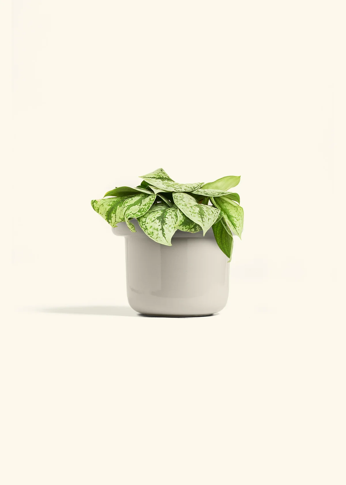 Silver Pothos 'Exotica' - Image 53