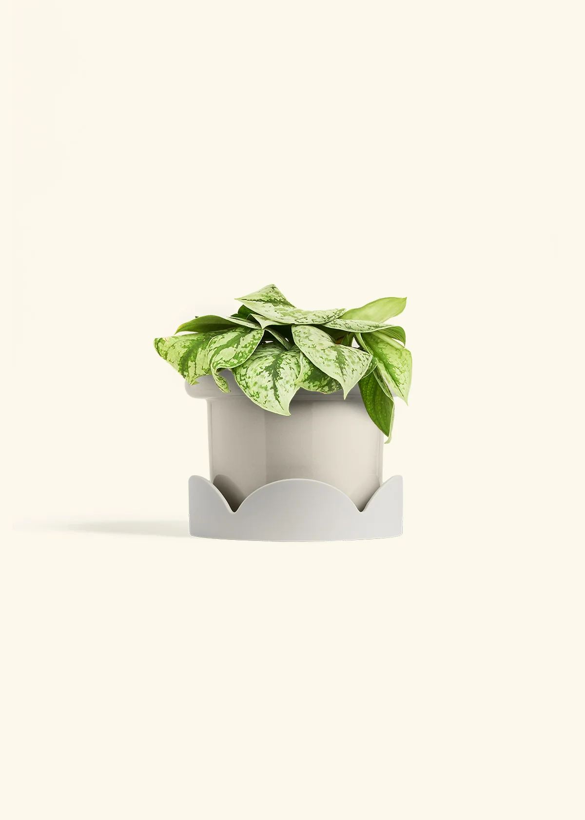 Silver Pothos 'Exotica' - Image 54