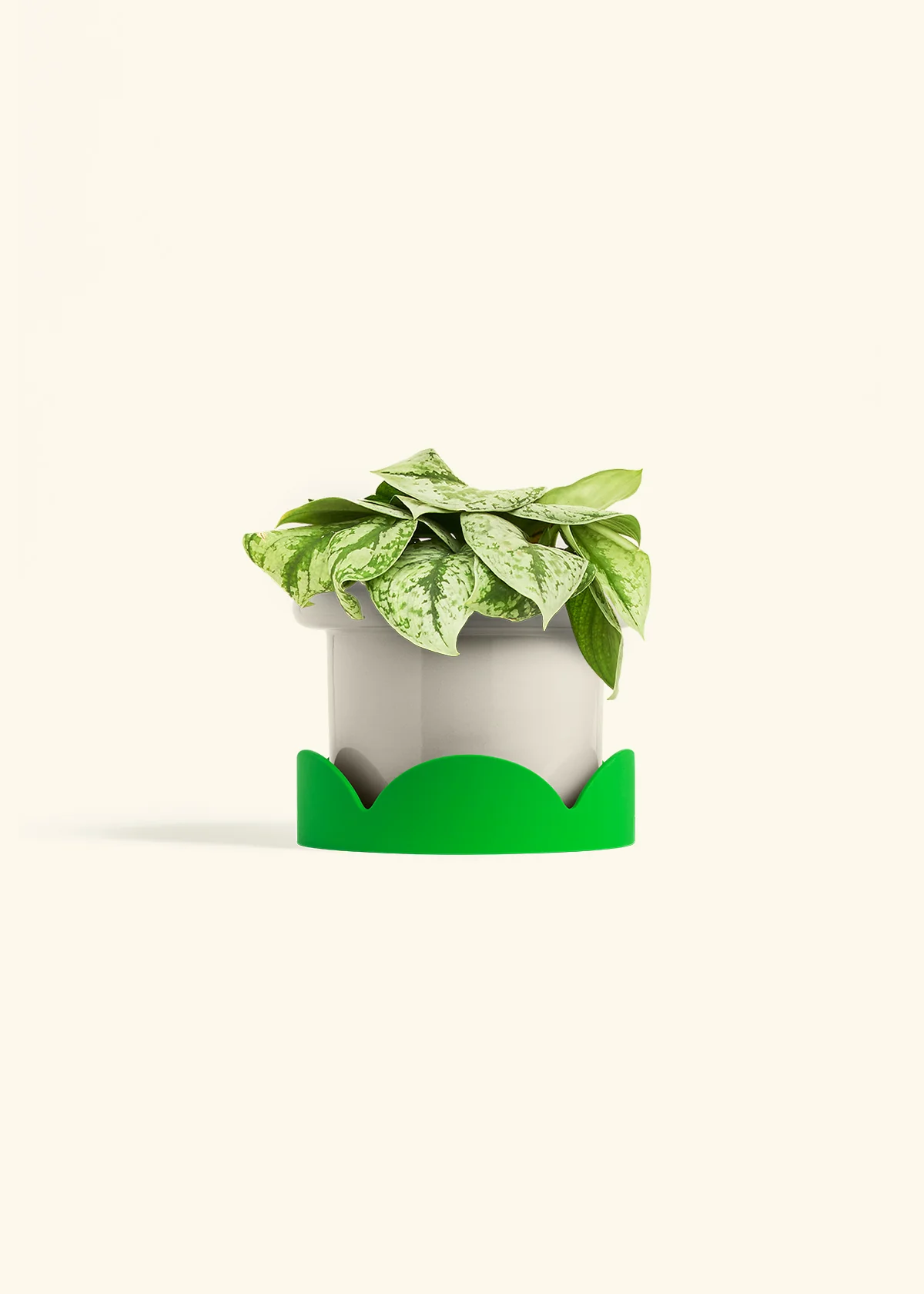 Silver Pothos 'Exotica' - Image 55