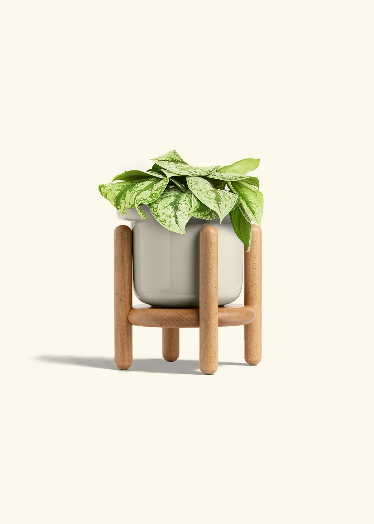 Silver Pothos 'Exotica' - Image 56