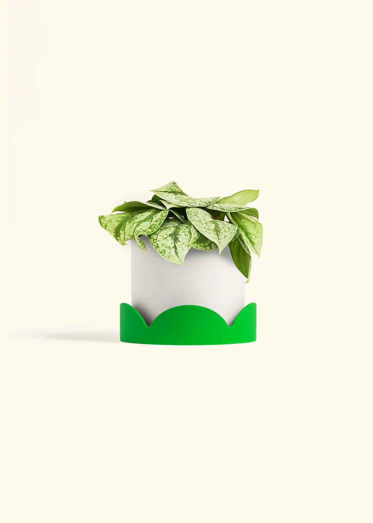 Silver Pothos 'Exotica' - Image 57