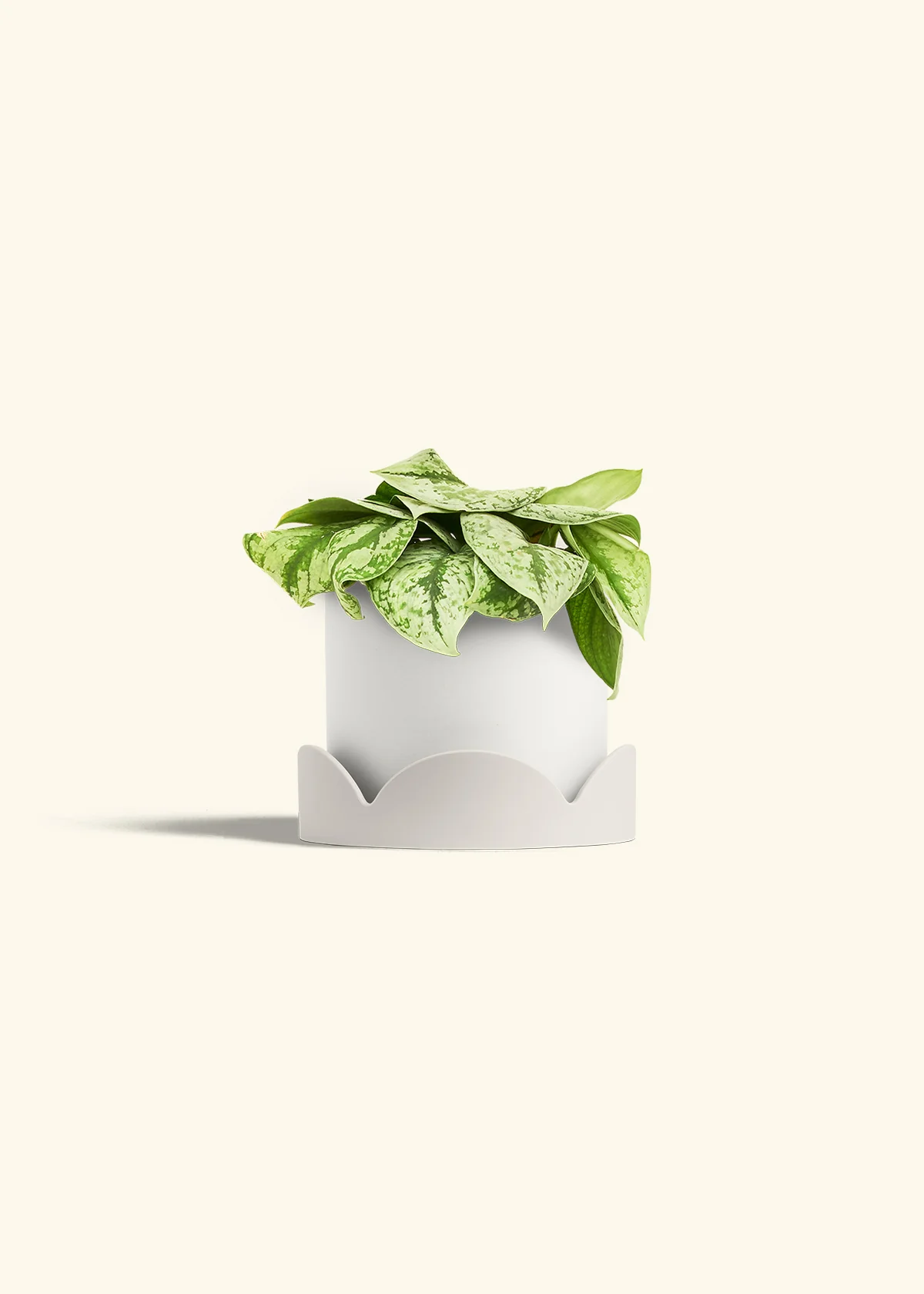 Silver Pothos 'Exotica' - Image 58