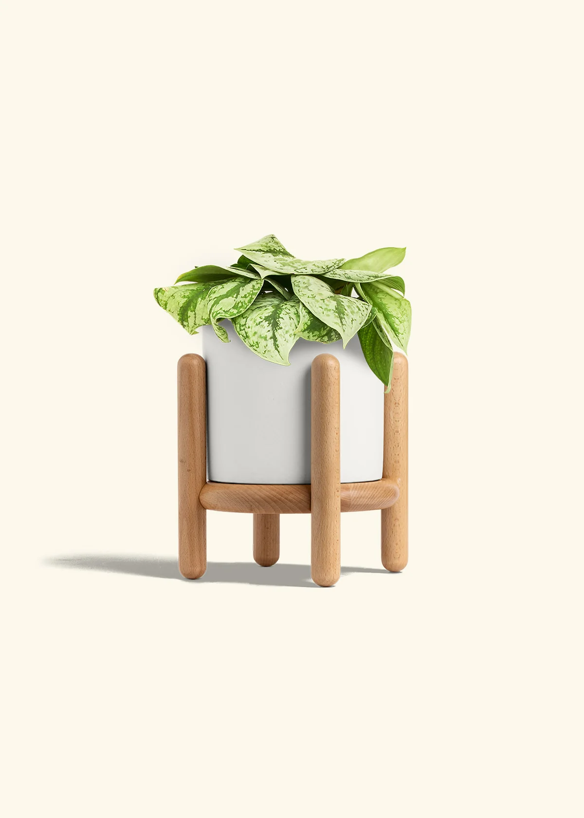 Silver Pothos 'Exotica' - Image 59
