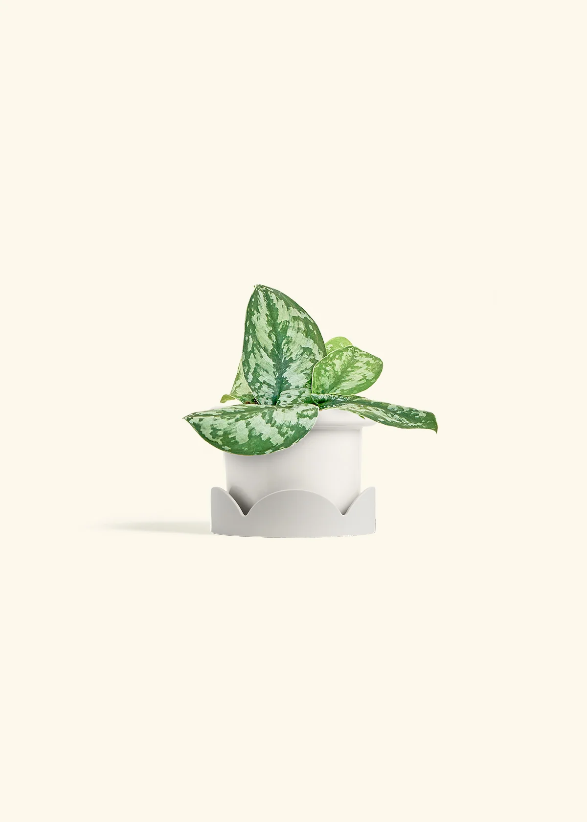 Silver Pothos 'Exotica' - Image 6