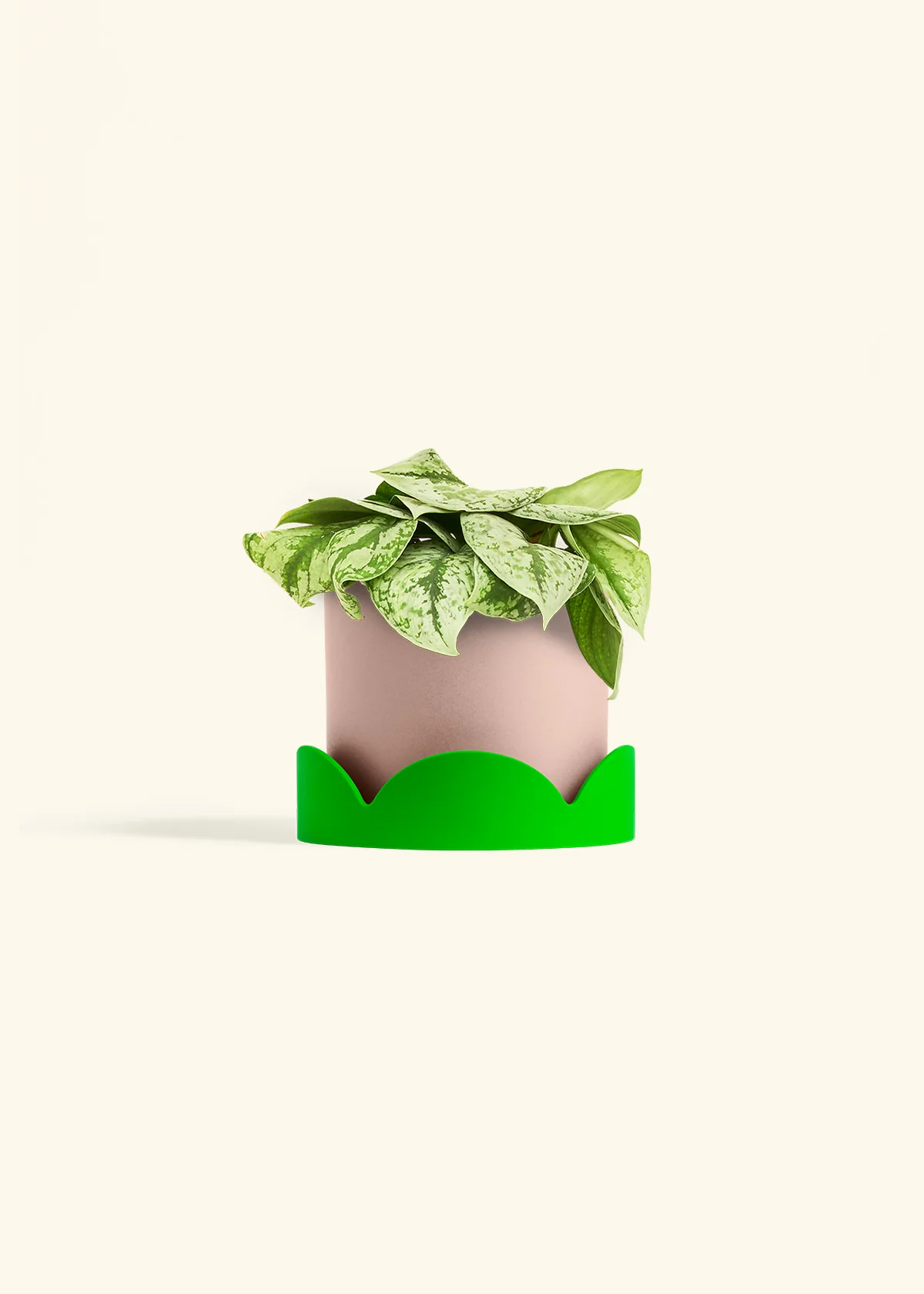 Silver Pothos 'Exotica' - Image 60