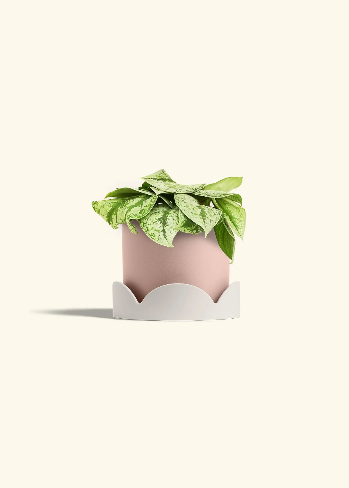 Silver Pothos 'Exotica' - Image 61