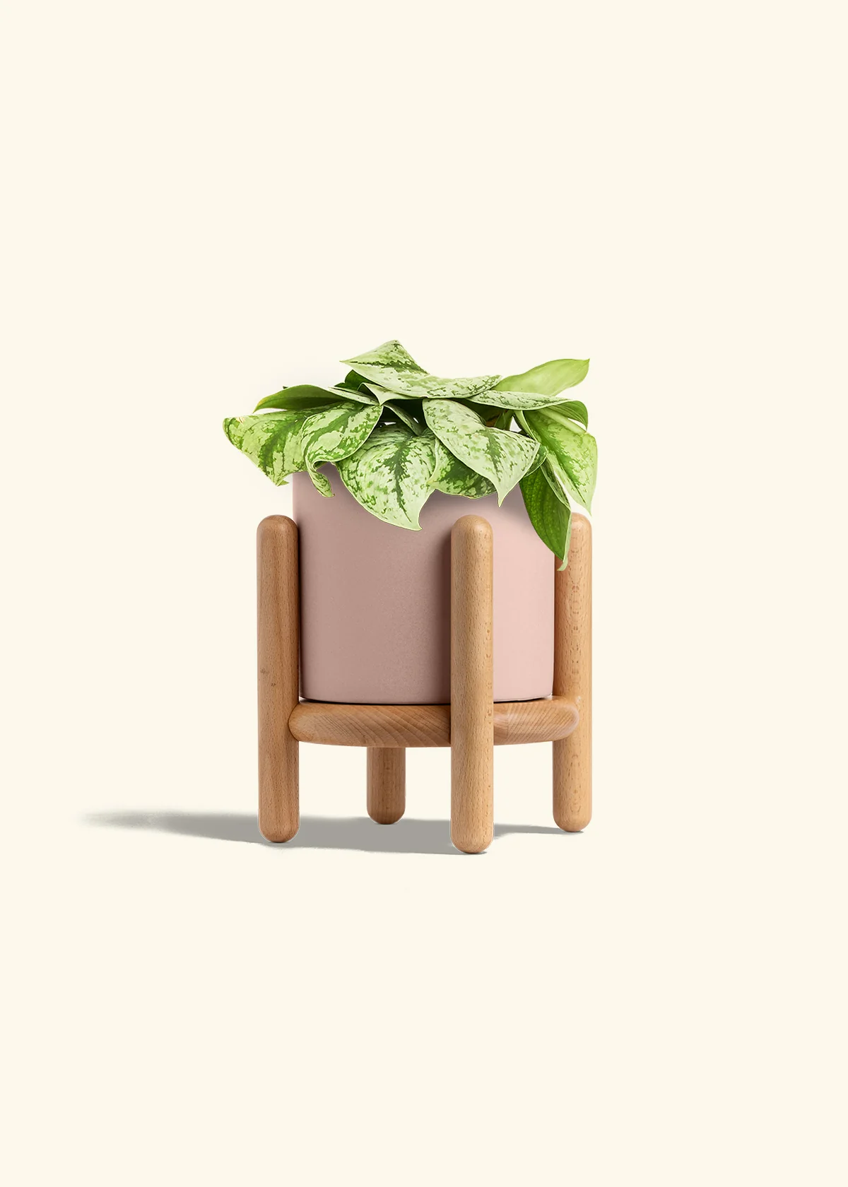Silver Pothos 'Exotica' - Image 62