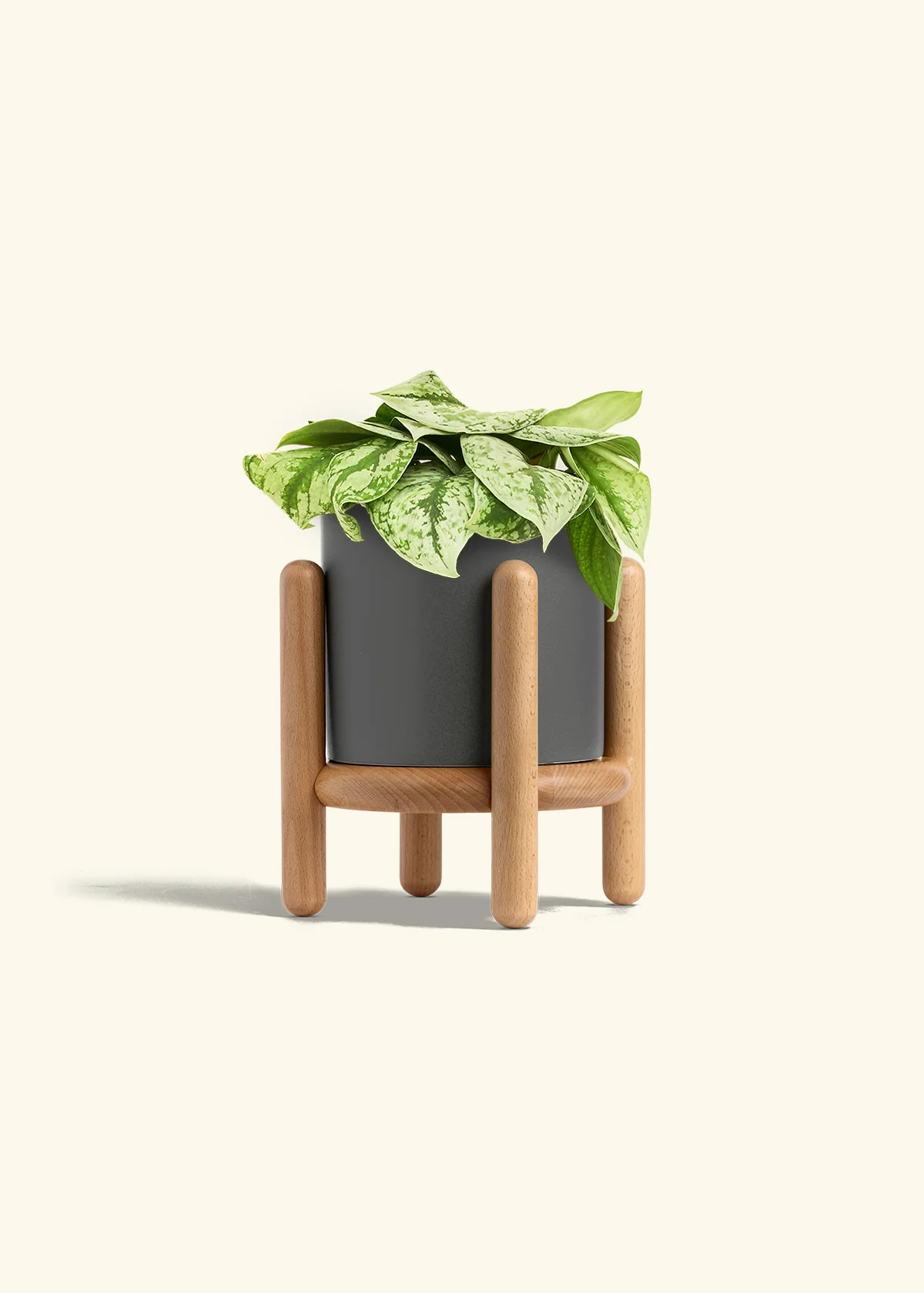 Silver Pothos 'Exotica' - Image 63