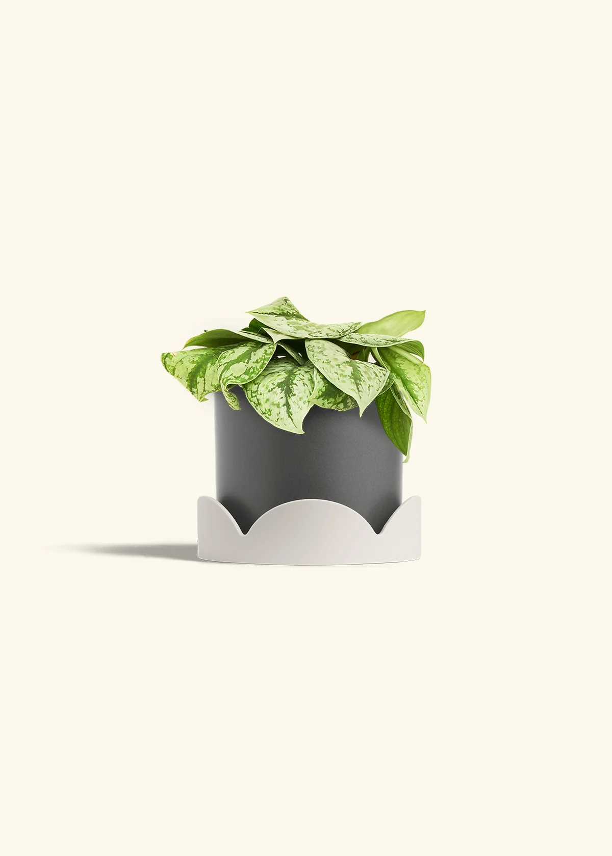 Silver Pothos 'Exotica' - Image 64