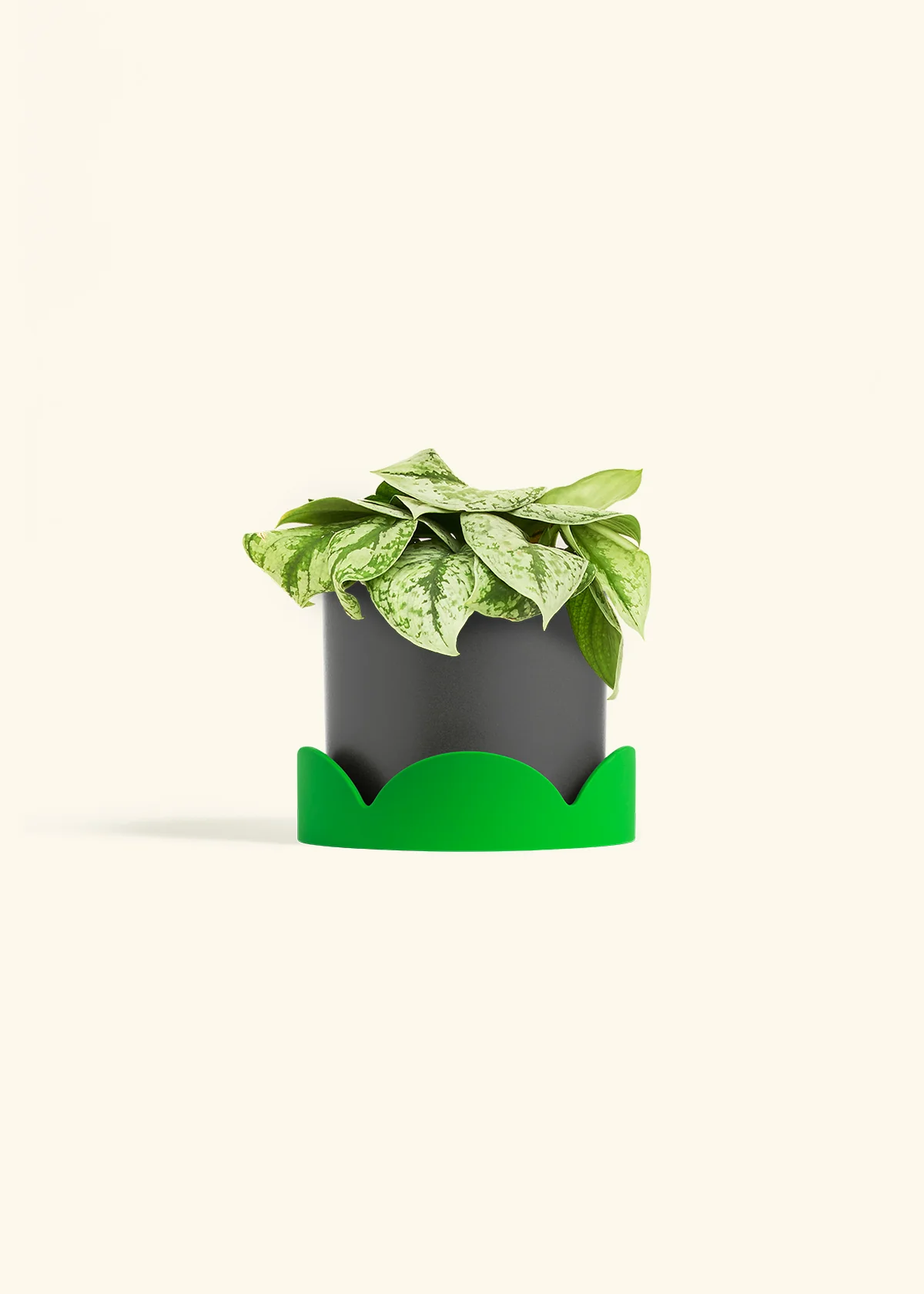 Silver Pothos 'Exotica' - Image 65