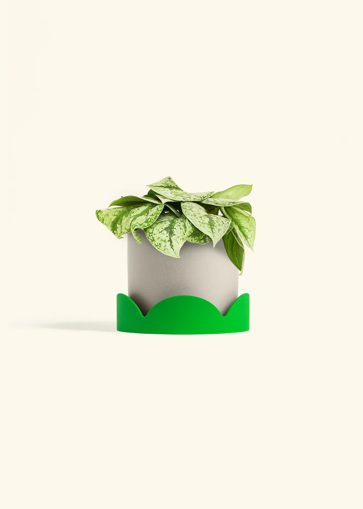 Silver Pothos 'Exotica' - Image 66