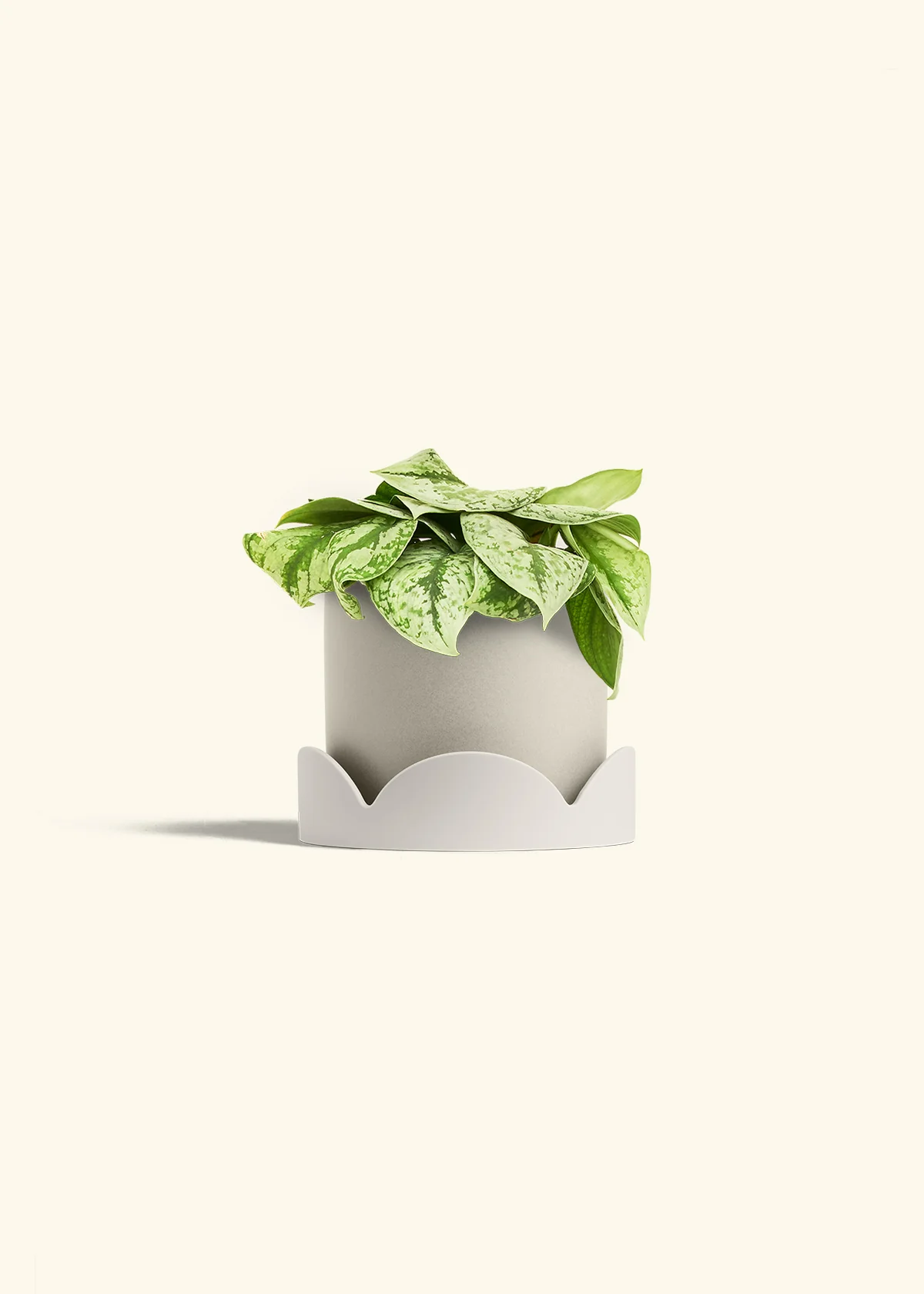 Silver Pothos 'Exotica' - Image 67