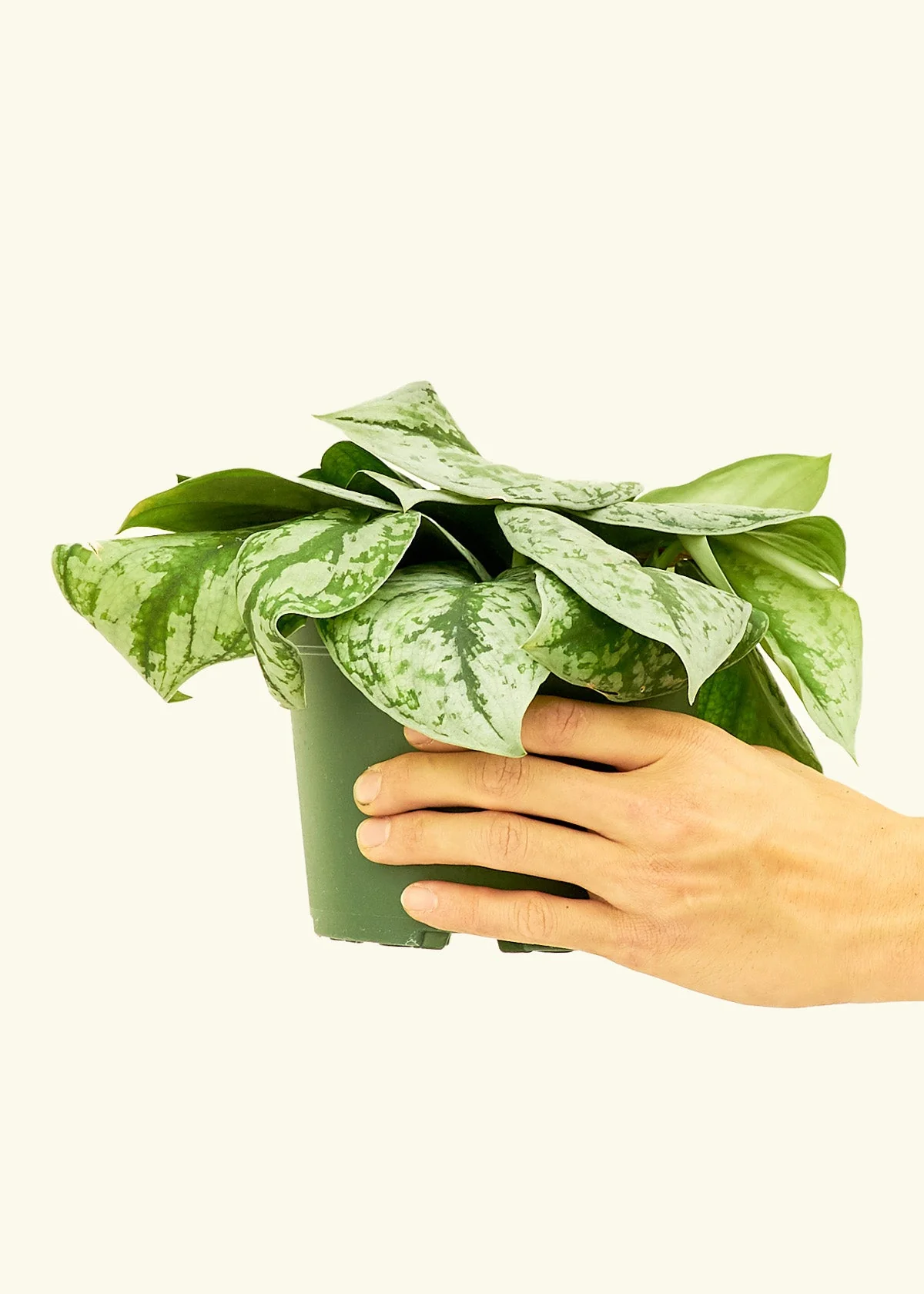 Silver Pothos 'Exotica' - Image 69