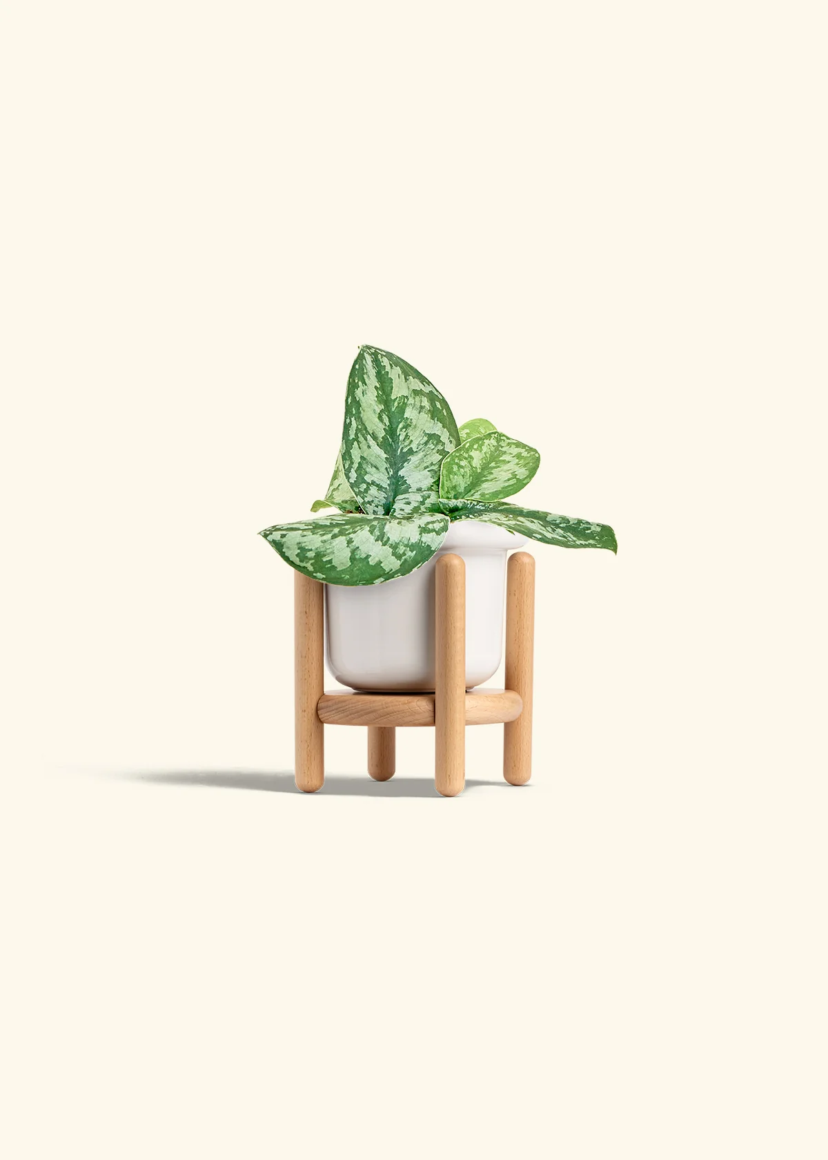 Silver Pothos 'Exotica' - Image 7