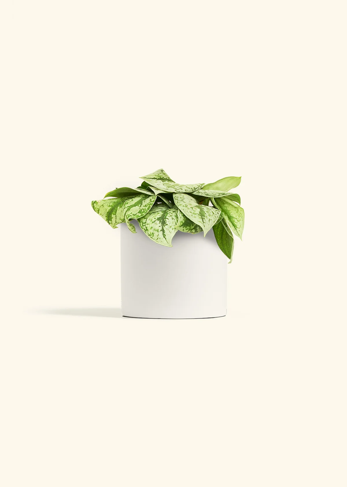 Silver Pothos 'Exotica' - Image 70