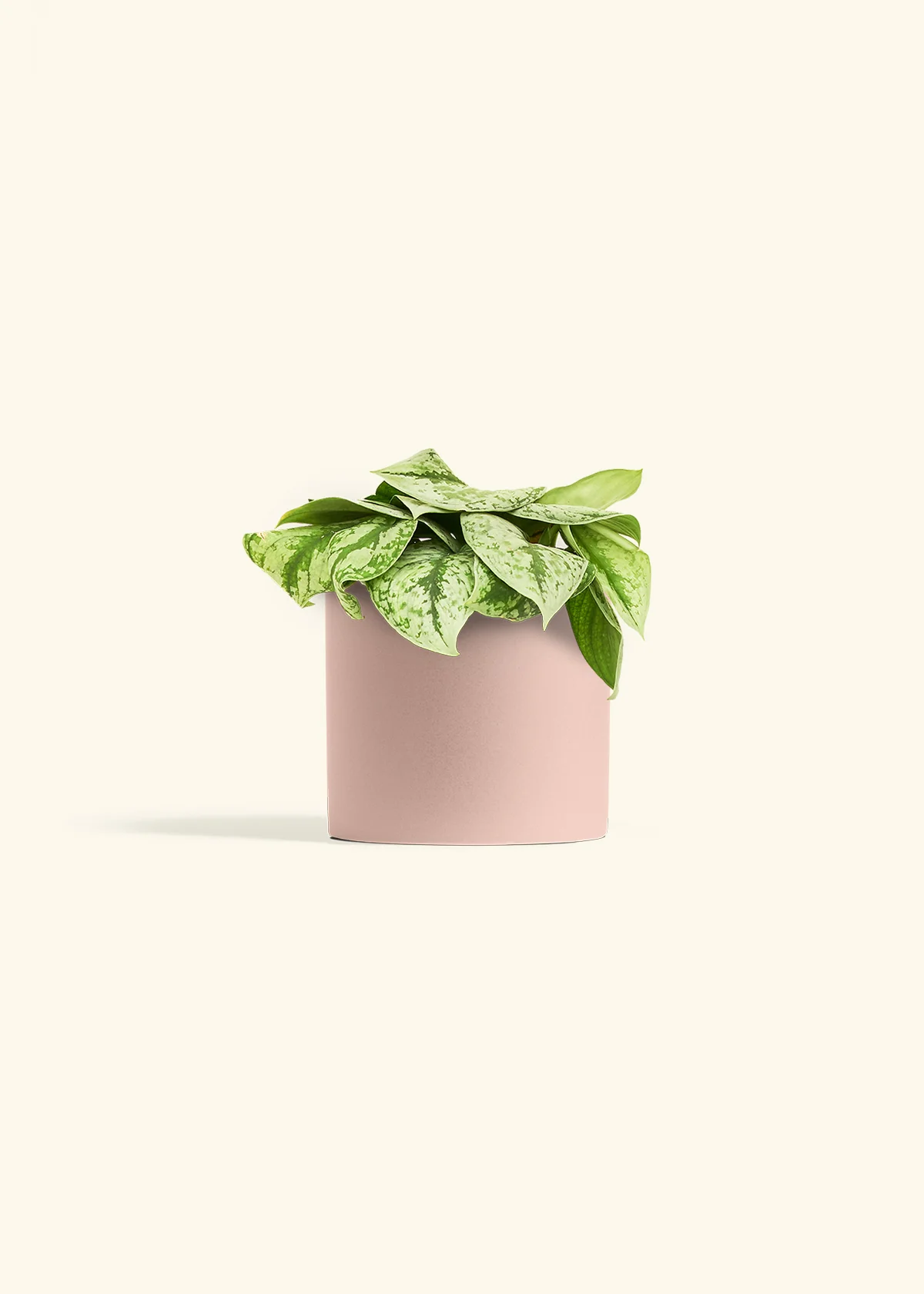 Silver Pothos 'Exotica' - Image 71