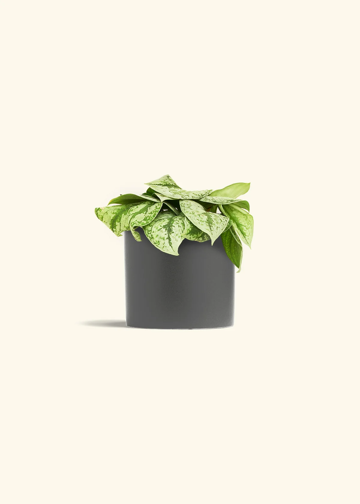 Silver Pothos 'Exotica' - Image 72