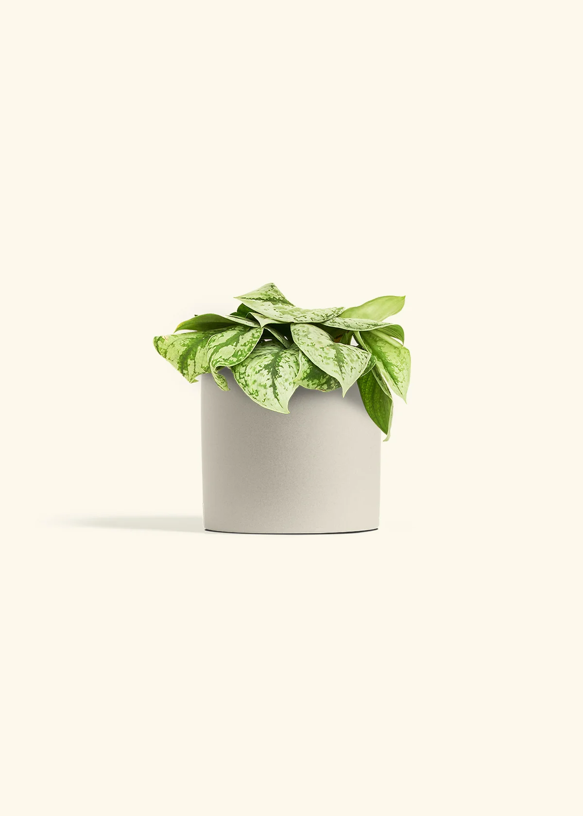 Silver Pothos 'Exotica' - Image 73