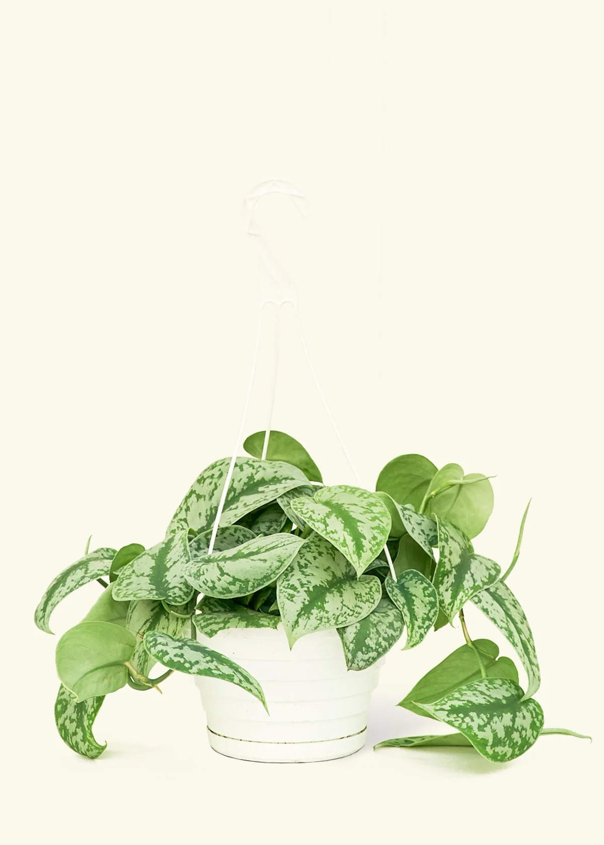 Silver Pothos 'Exotica' - Image 74
