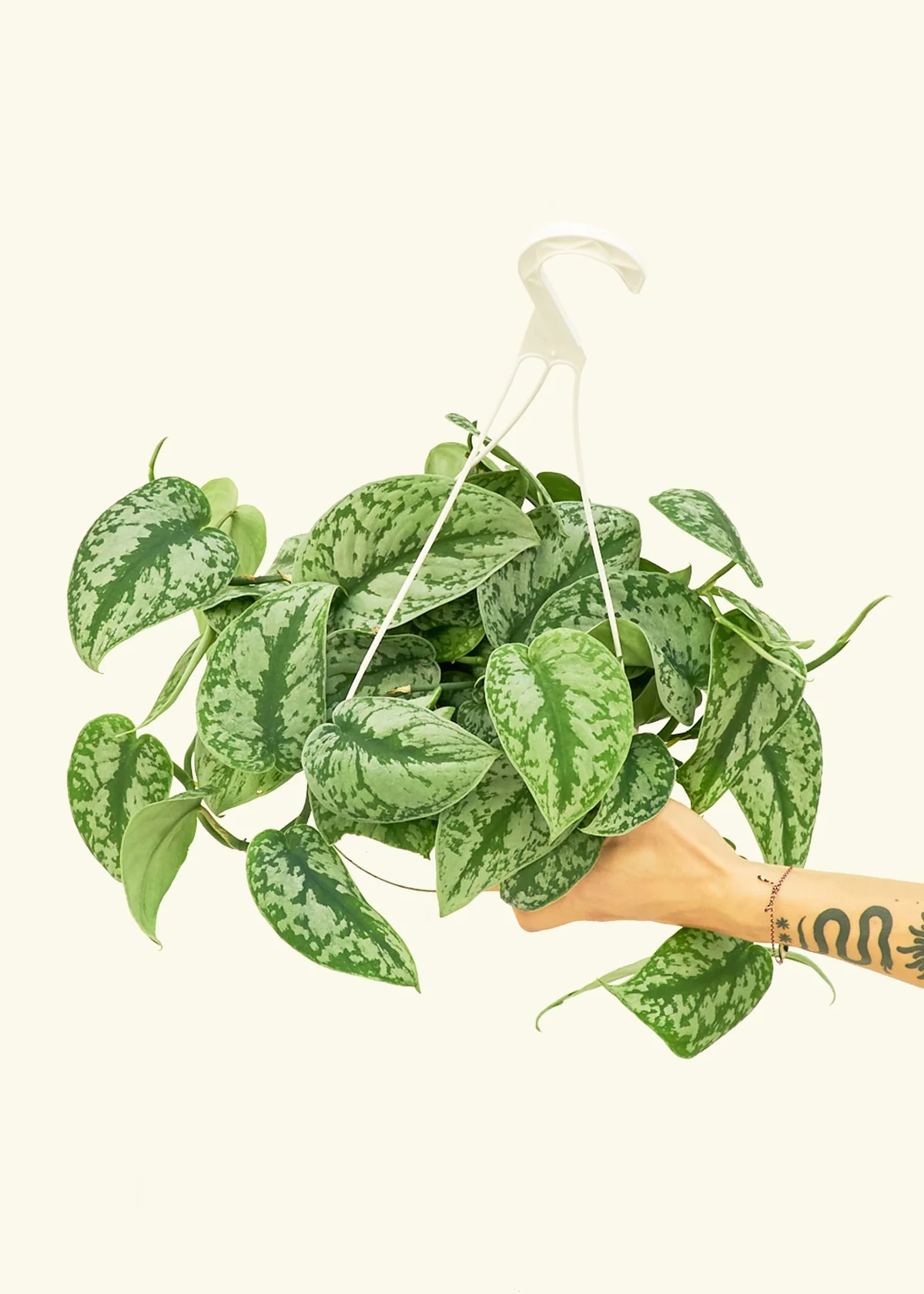 Silver Pothos 'Exotica' - Image 75