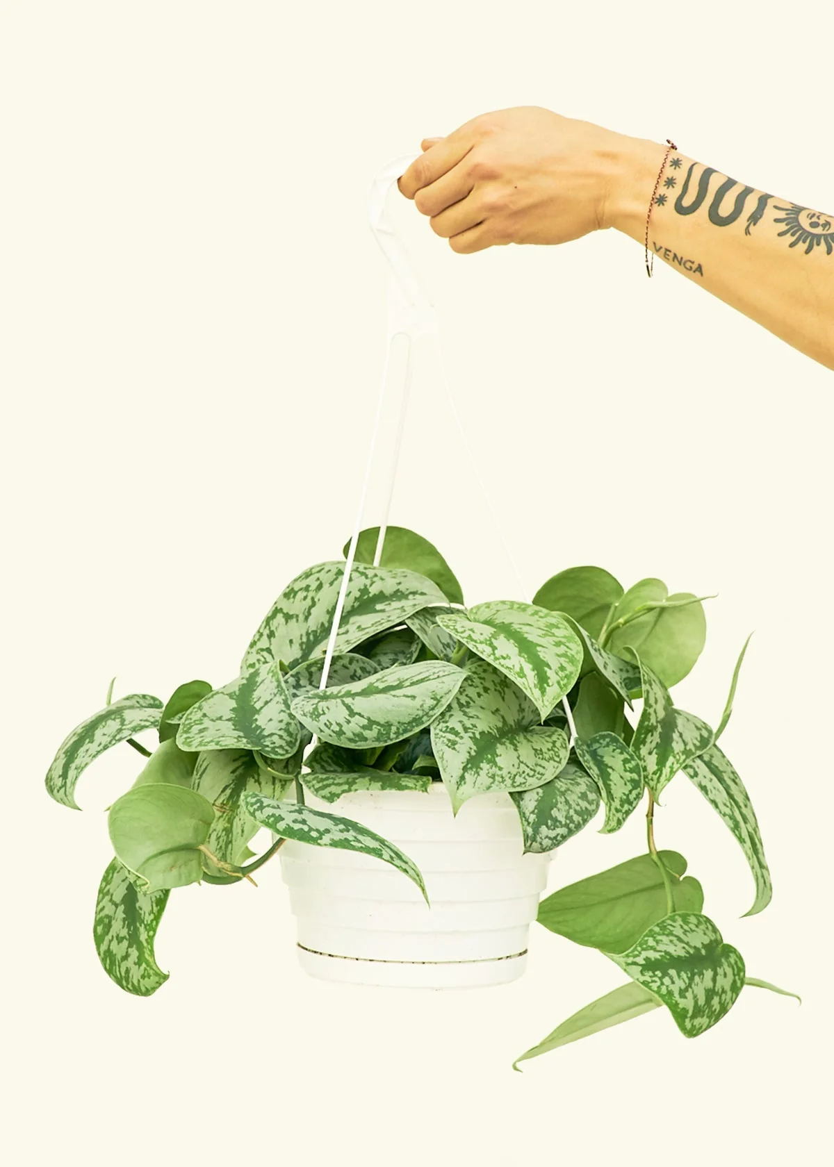 Silver Pothos 'Exotica' - Image 76