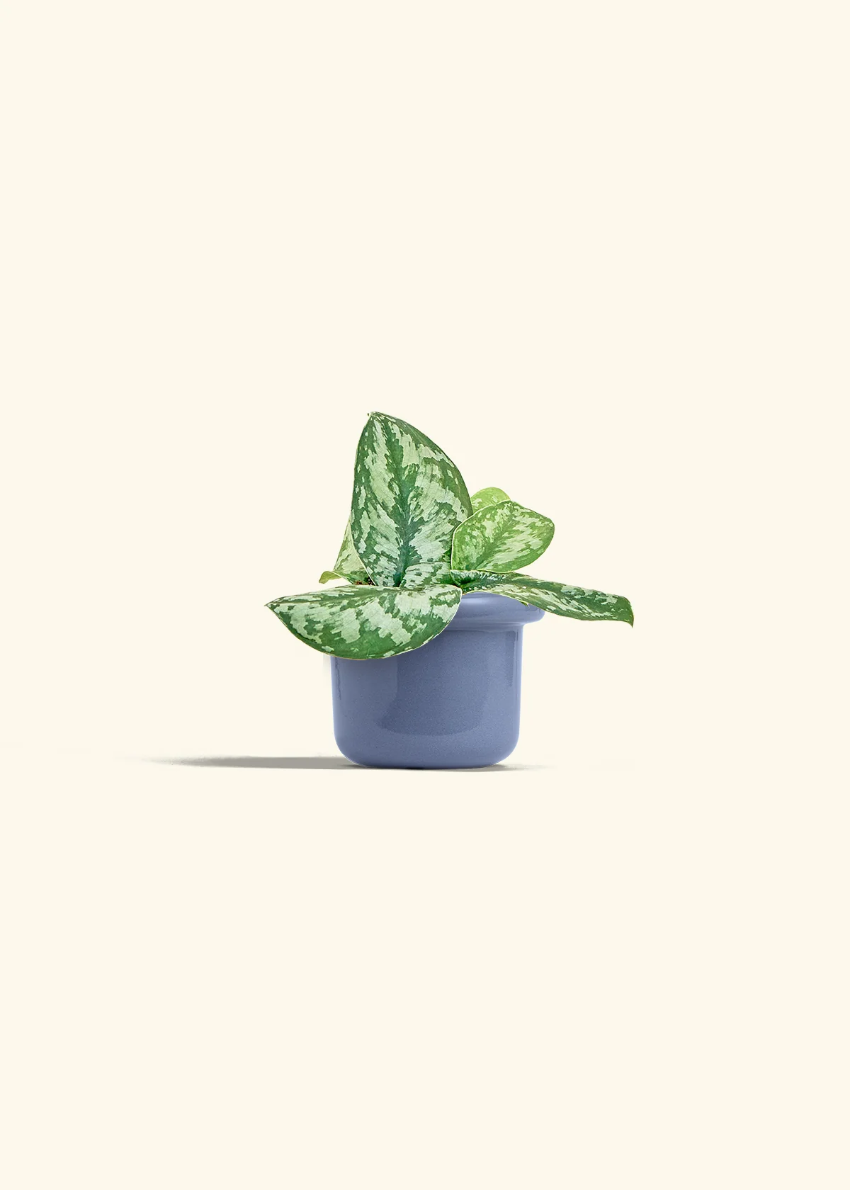 Silver Pothos 'Exotica' - Image 8