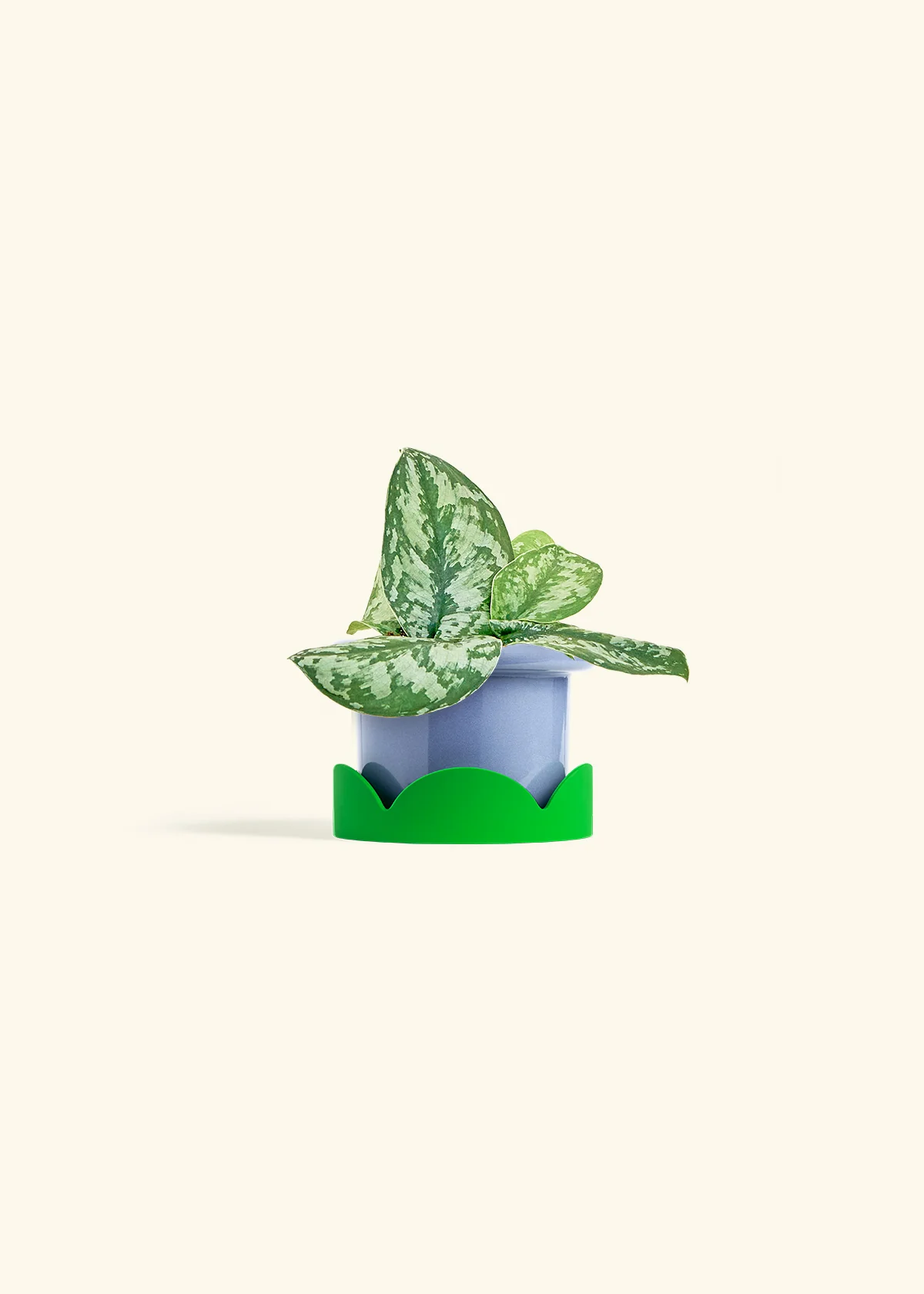 Silver Pothos 'Exotica' - Image 9