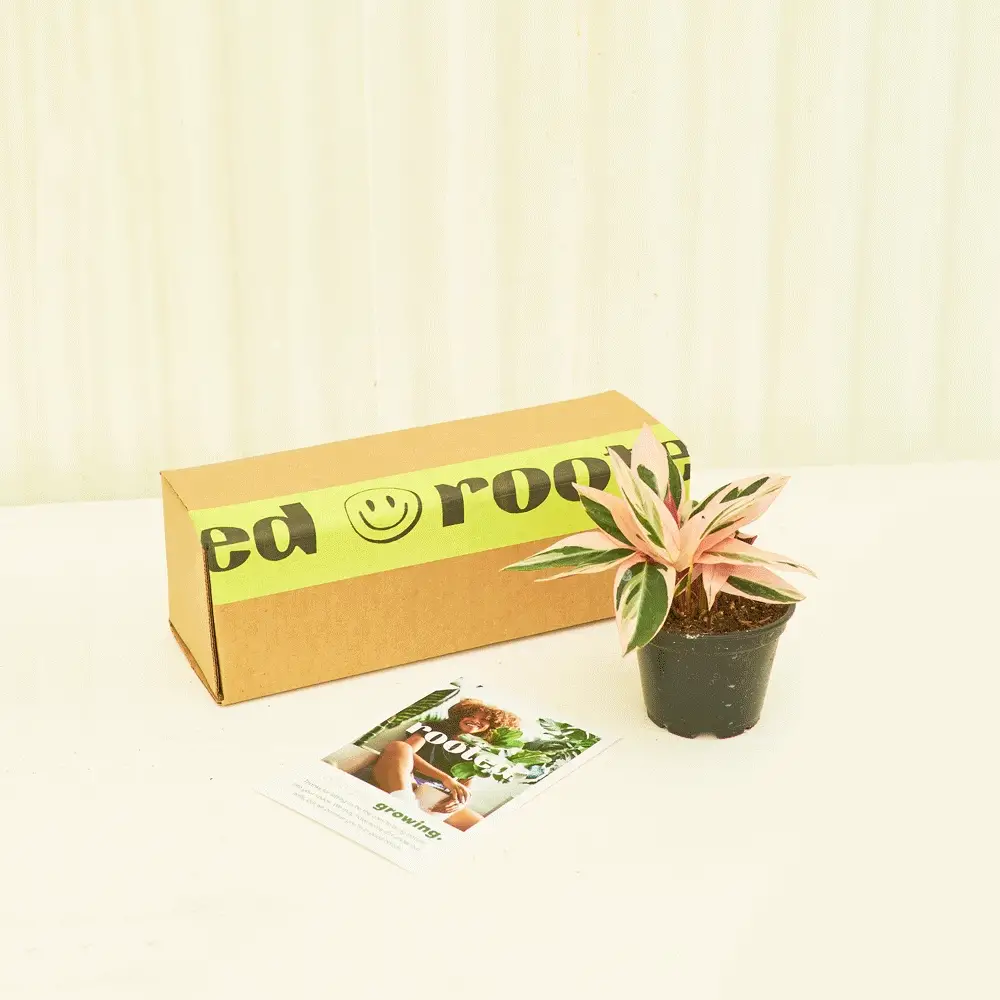 Small Mystery Plant - Image 3
