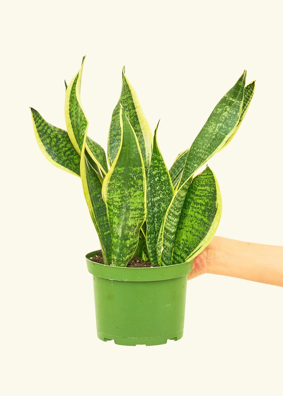 Snake Plant 'Laurentii' - Image 10