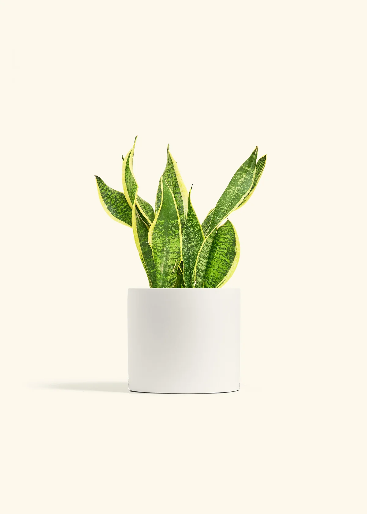Snake Plant 'Laurentii' - Image 11
