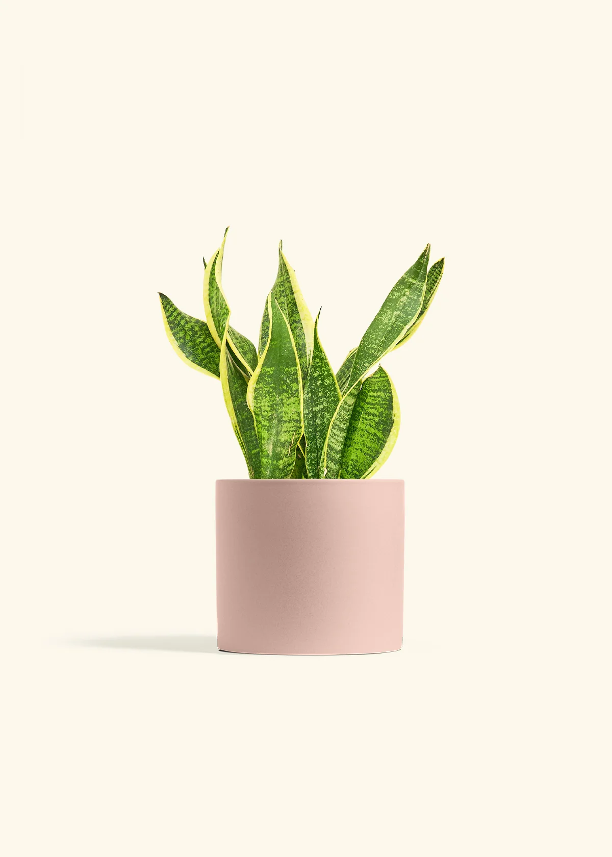 Snake Plant 'Laurentii' - Image 12