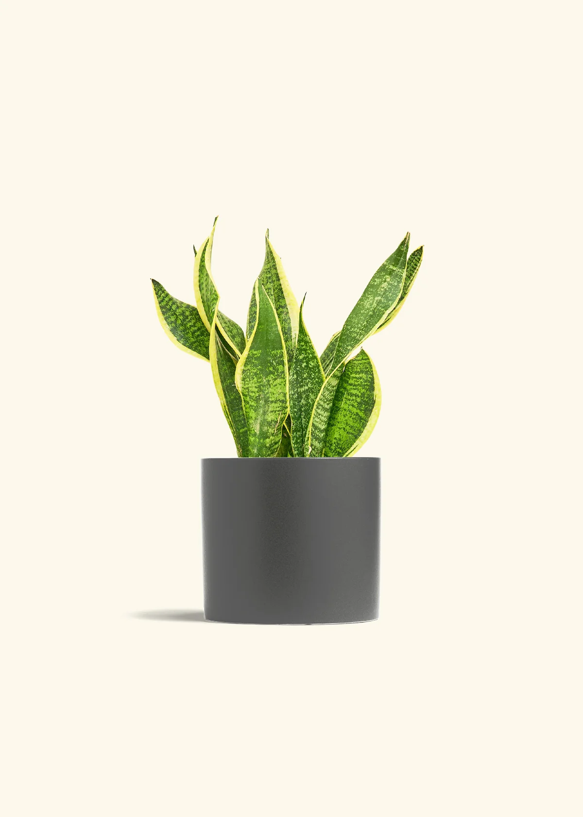 Snake Plant 'Laurentii' - Image 13