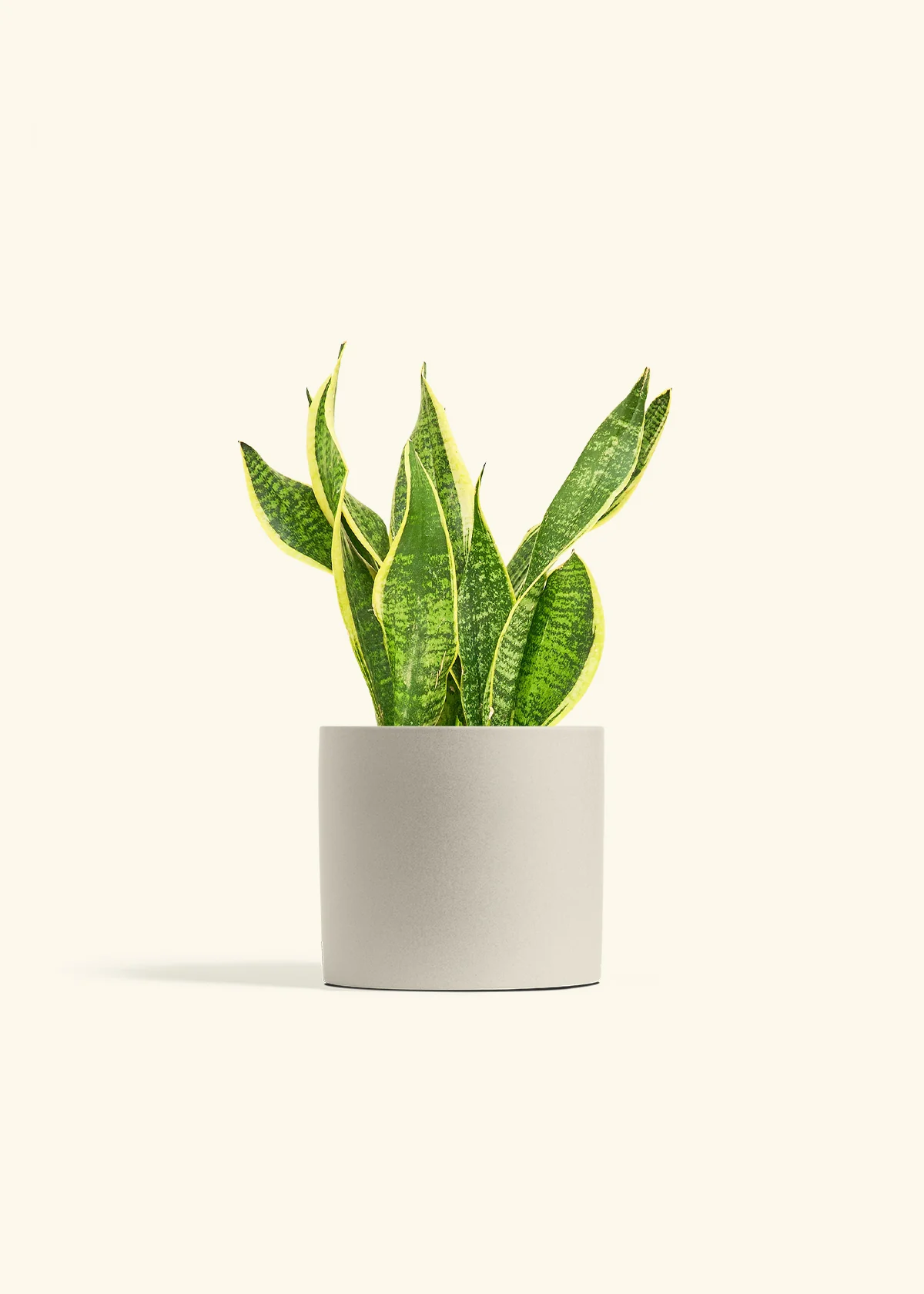 Snake Plant 'Laurentii' - Image 14