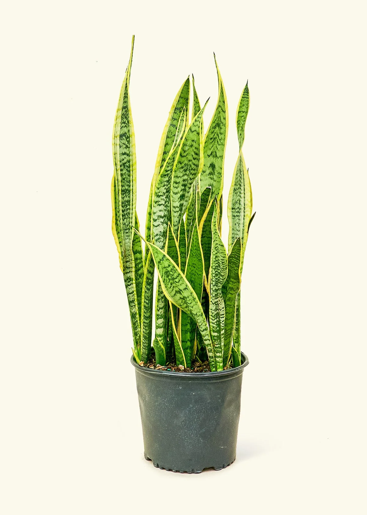 Snake Plant 'Laurentii' - Image 15