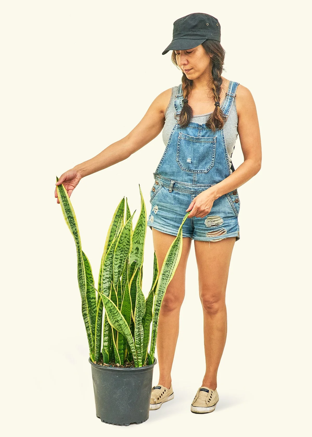 Snake Plant 'Laurentii' - Image 16