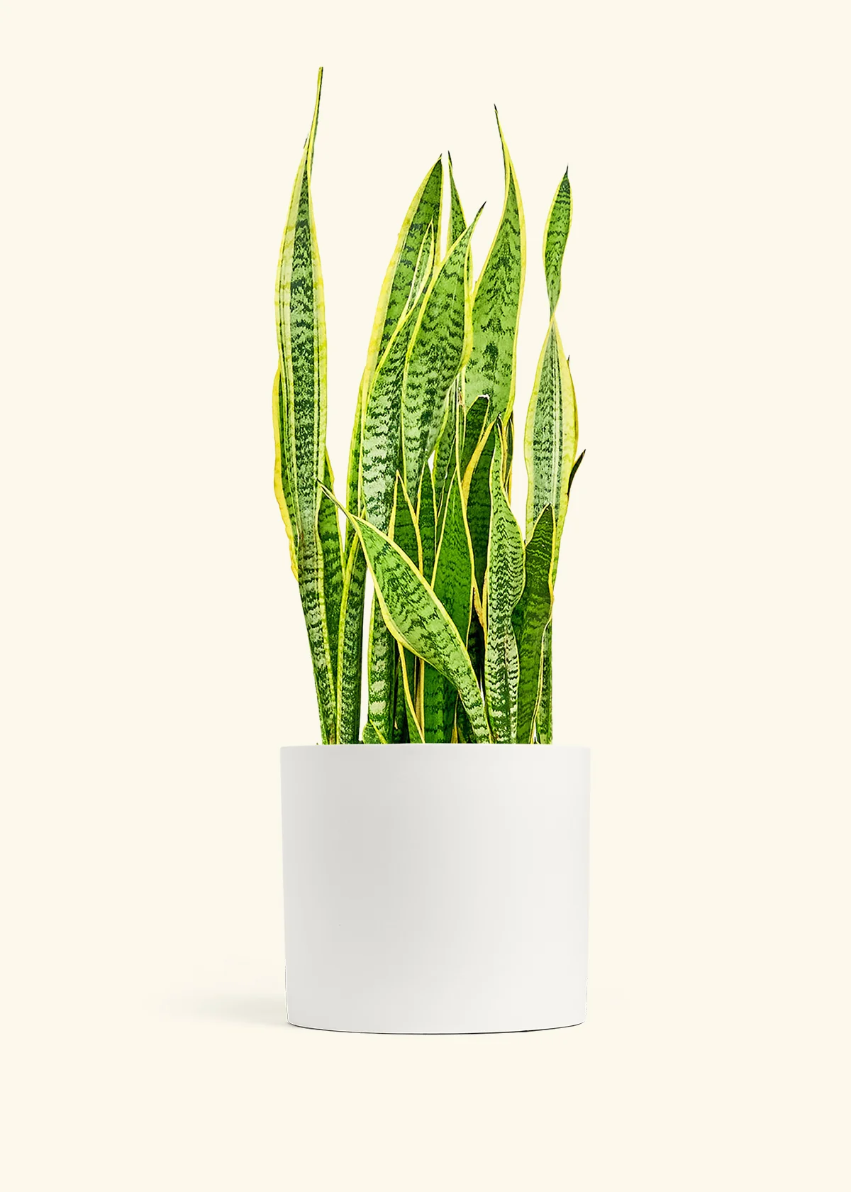 Snake Plant 'Laurentii' - Image 17