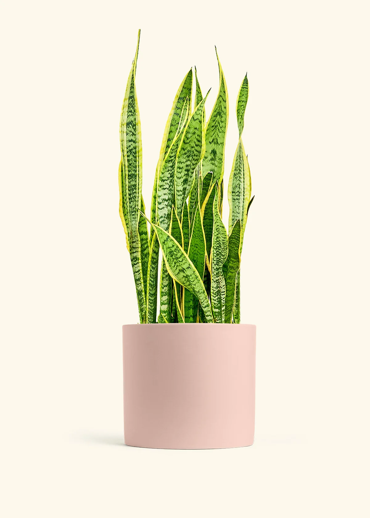 Snake Plant 'Laurentii' - Image 18