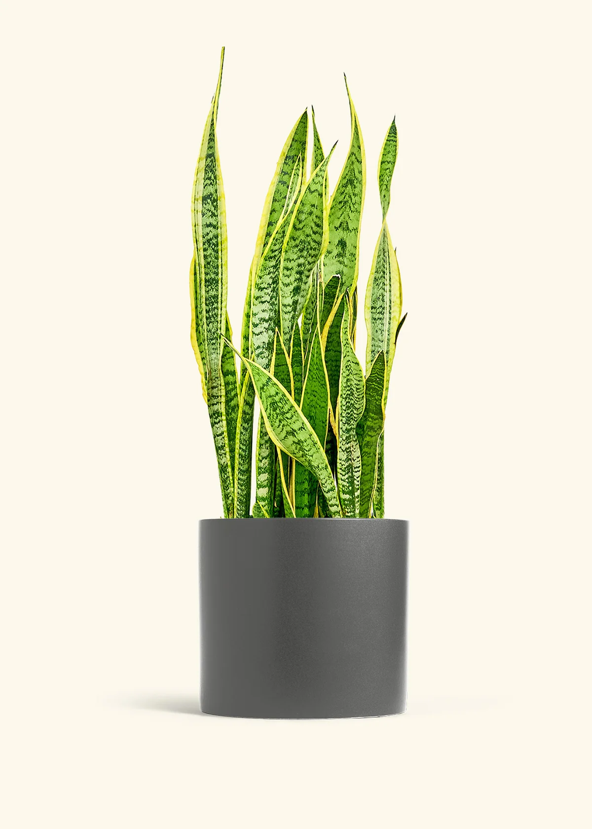 Snake Plant 'Laurentii' - Image 19
