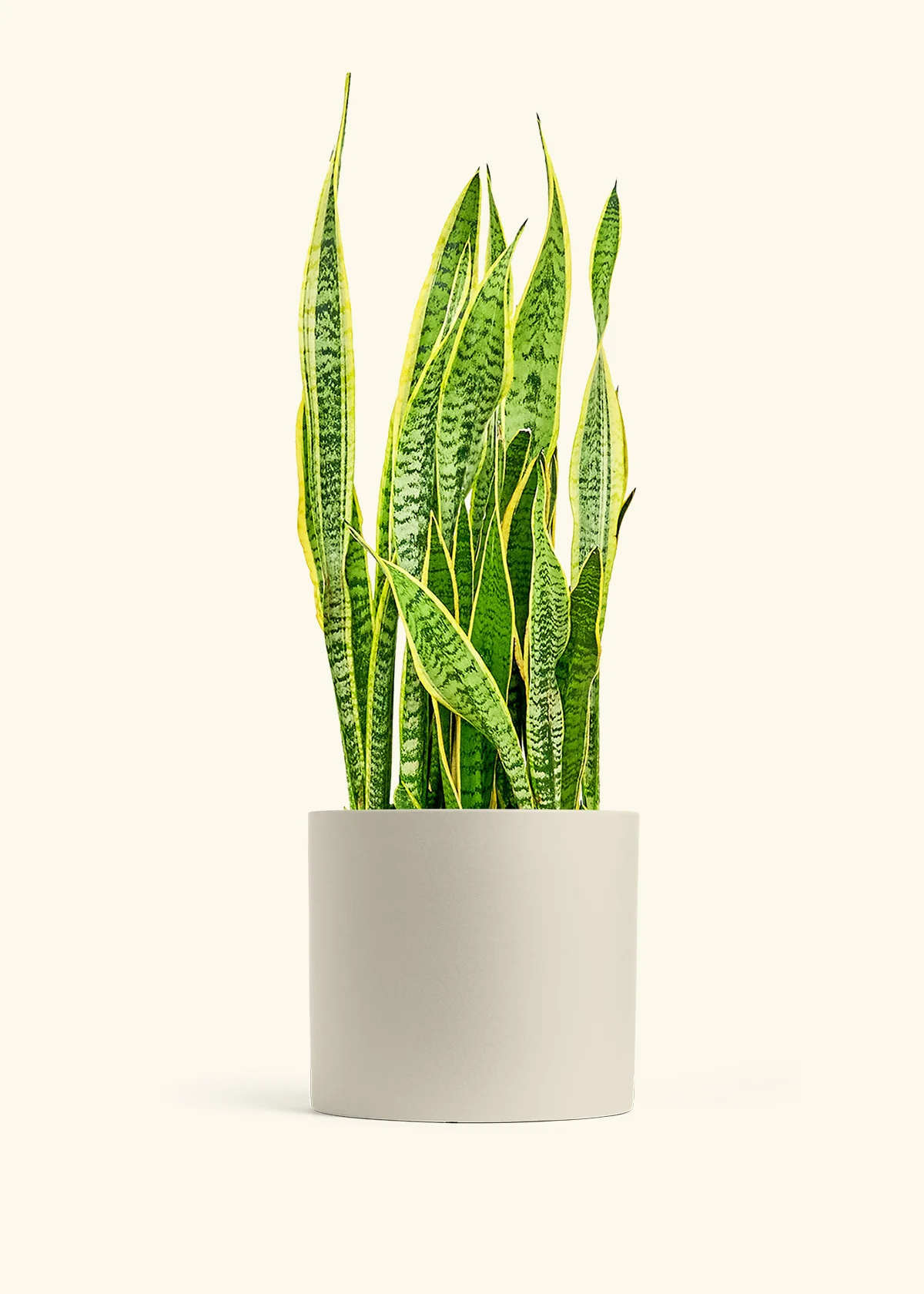 Snake Plant 'Laurentii' - Image 20