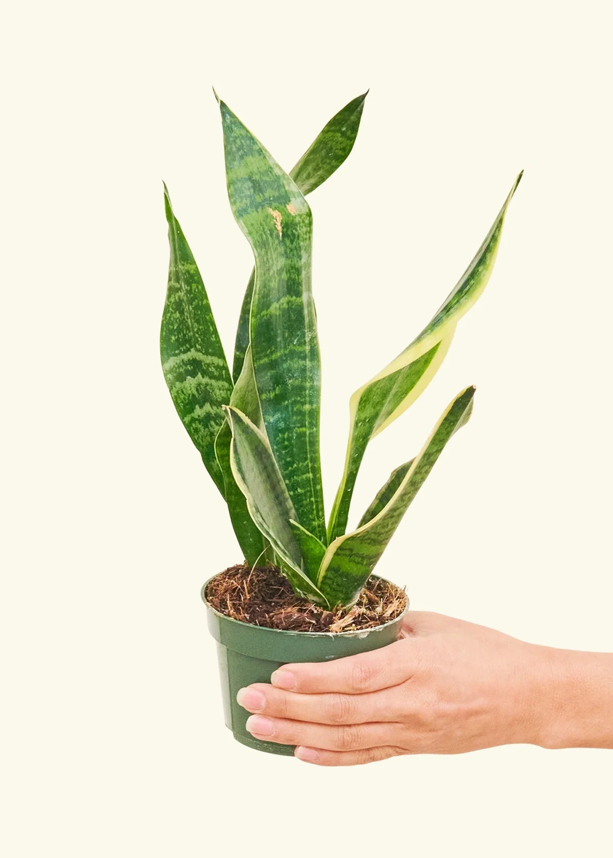 Snake Plant 'Laurentii' - Image 3
