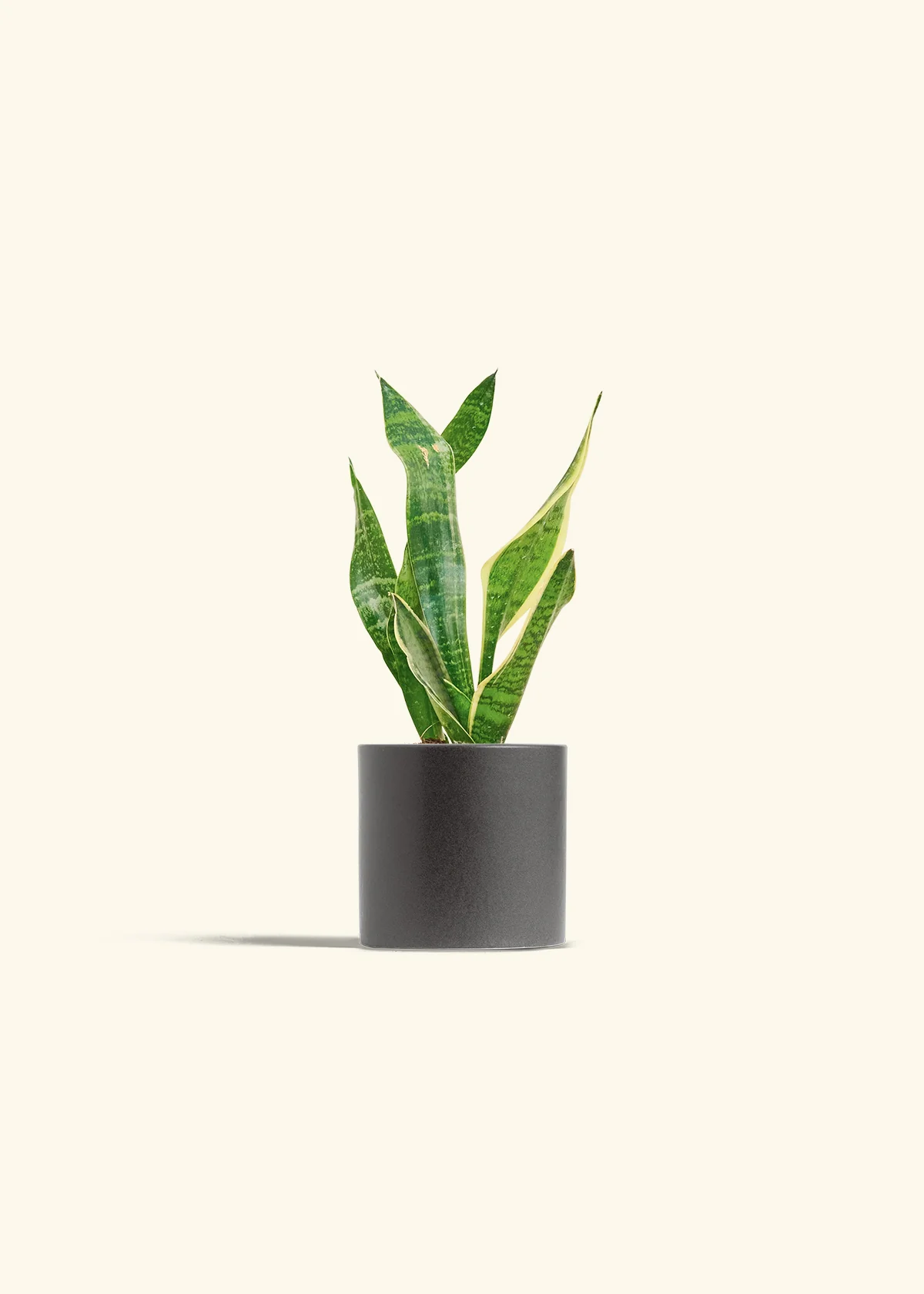 Snake Plant 'Laurentii' - Image 4