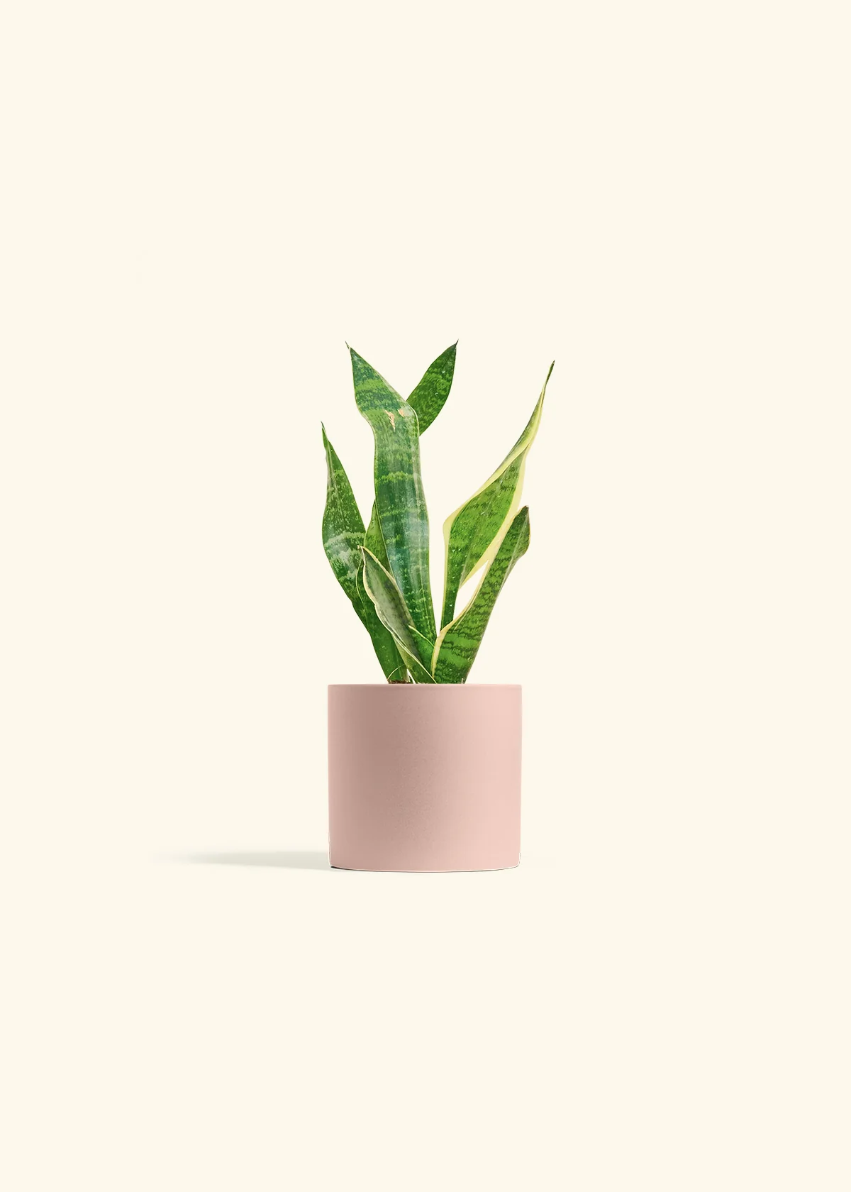 Snake Plant 'Laurentii' - Image 5