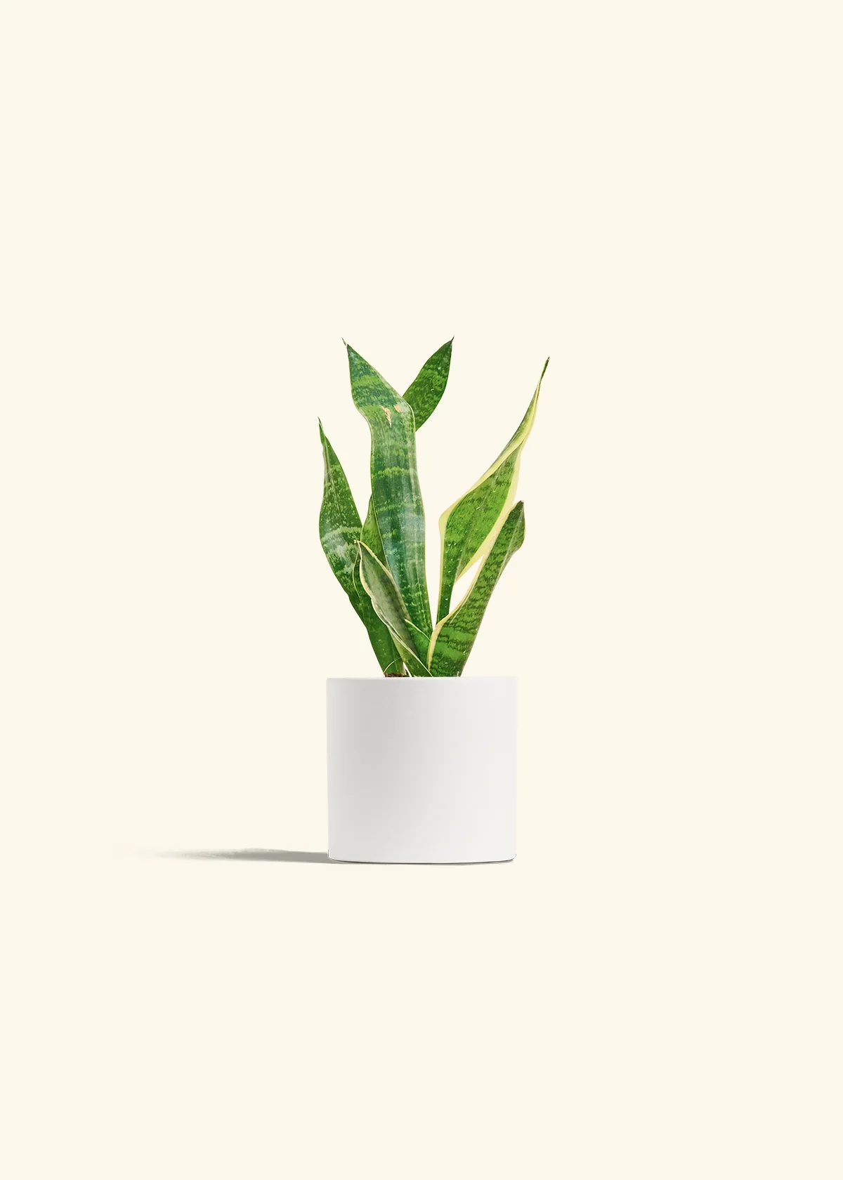 Snake Plant 'Laurentii' - Image 6