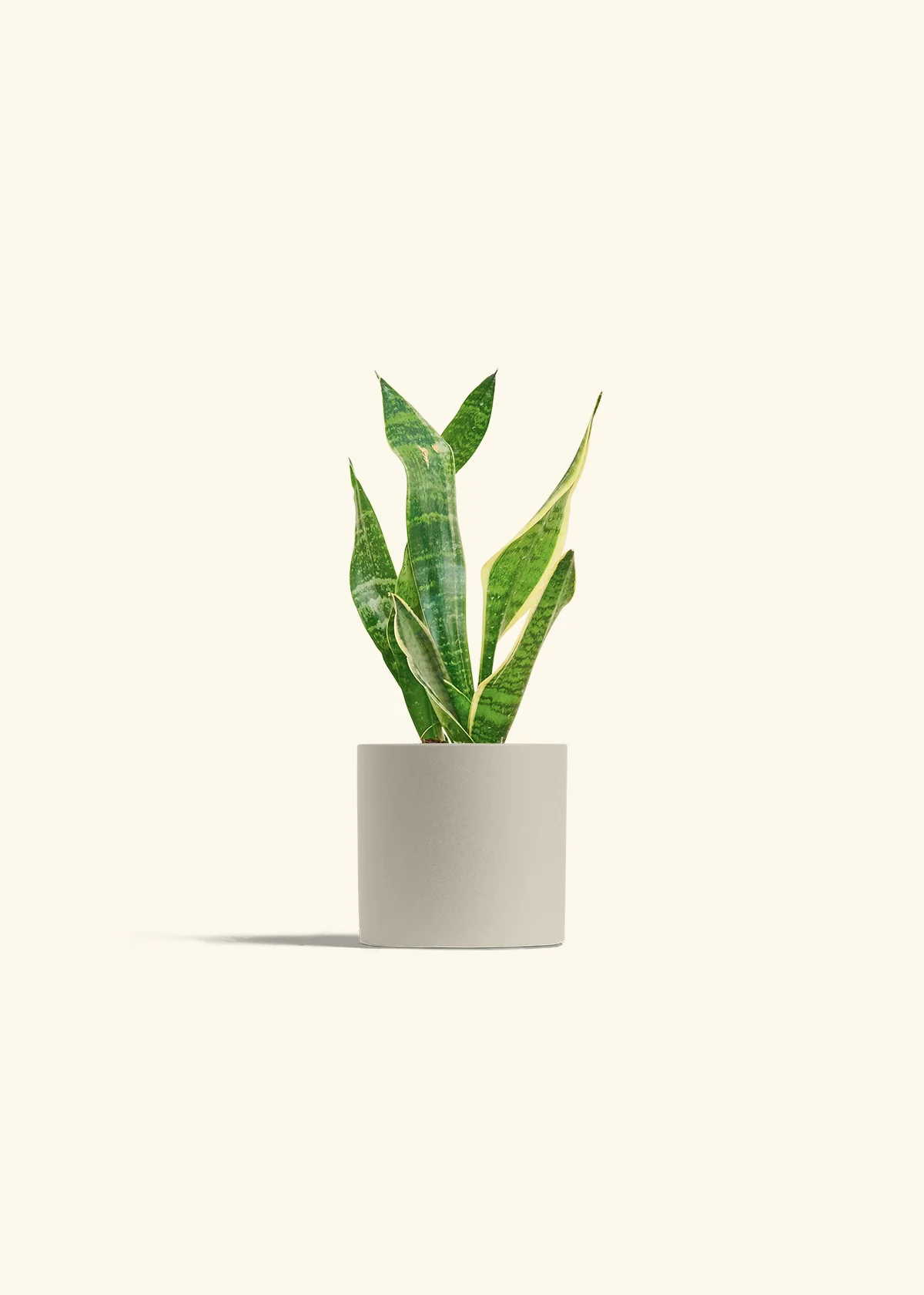 Snake Plant 'Laurentii' - Image 7
