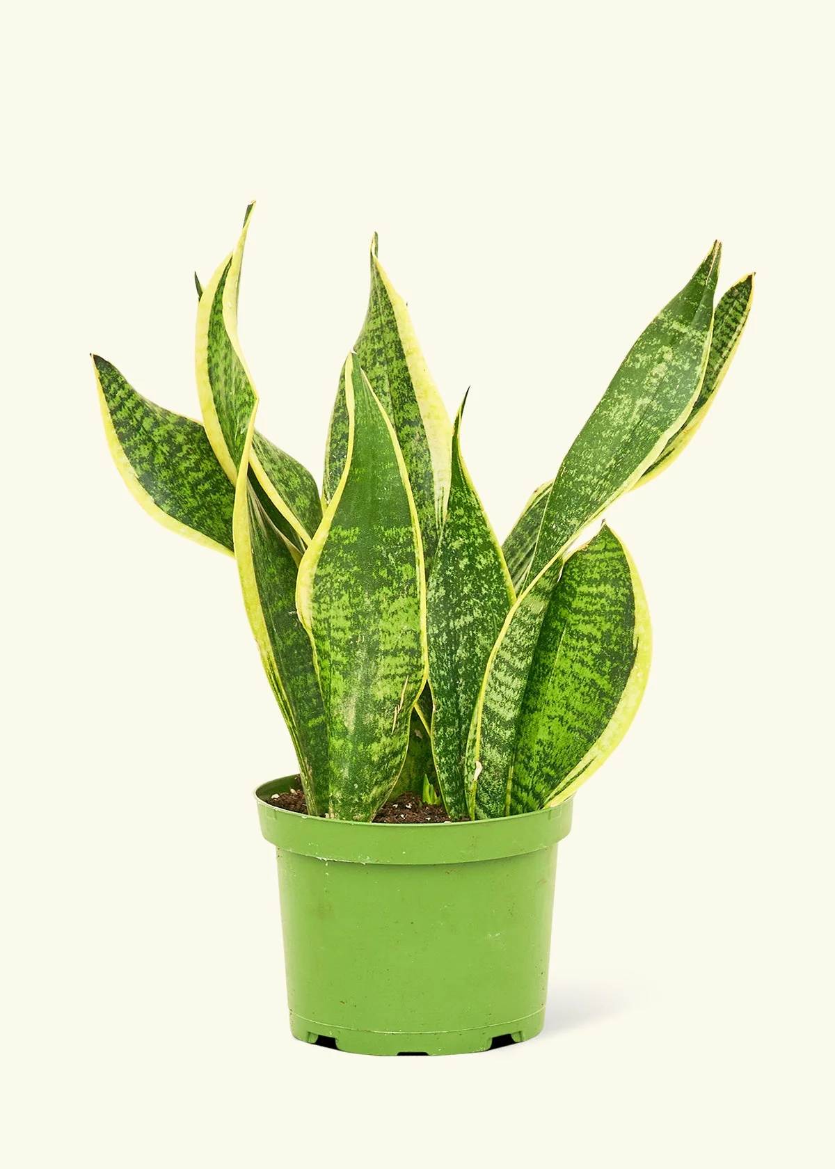Snake Plant 'Laurentii' - Image 8