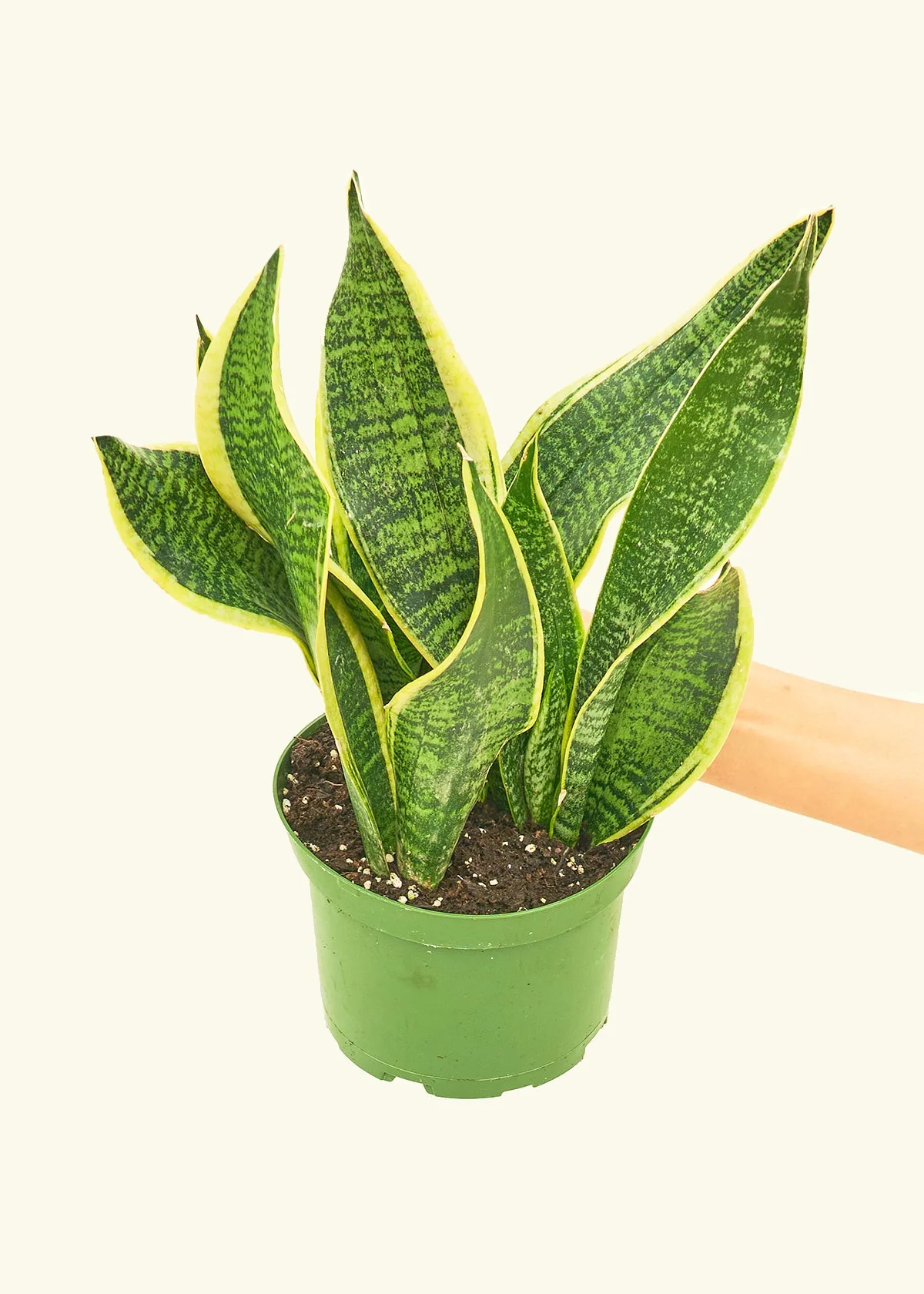 Snake Plant 'Laurentii' - Image 9
