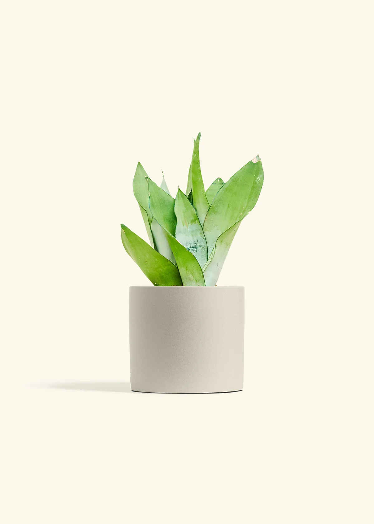 Moonshine Snake Plant - Image 10
